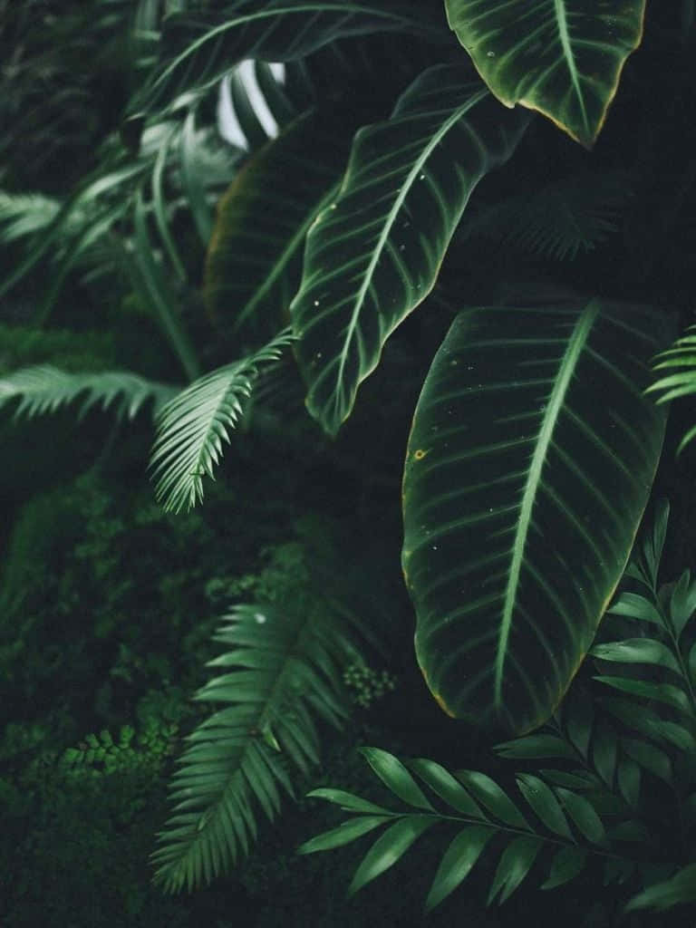 茂密森林中熱帶葉子的特寫，帶有斑駁的陽光。