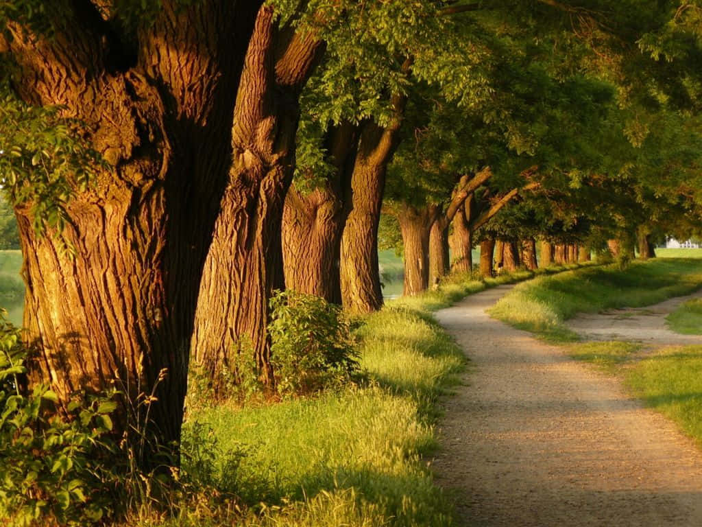綠樹成蔭的鄉間小路 壁紙 — 一條蜿蜒的泥土小徑穿過一片陽光明媚的古老樹林，樹木有紋理樹皮和茂密的綠葉。
