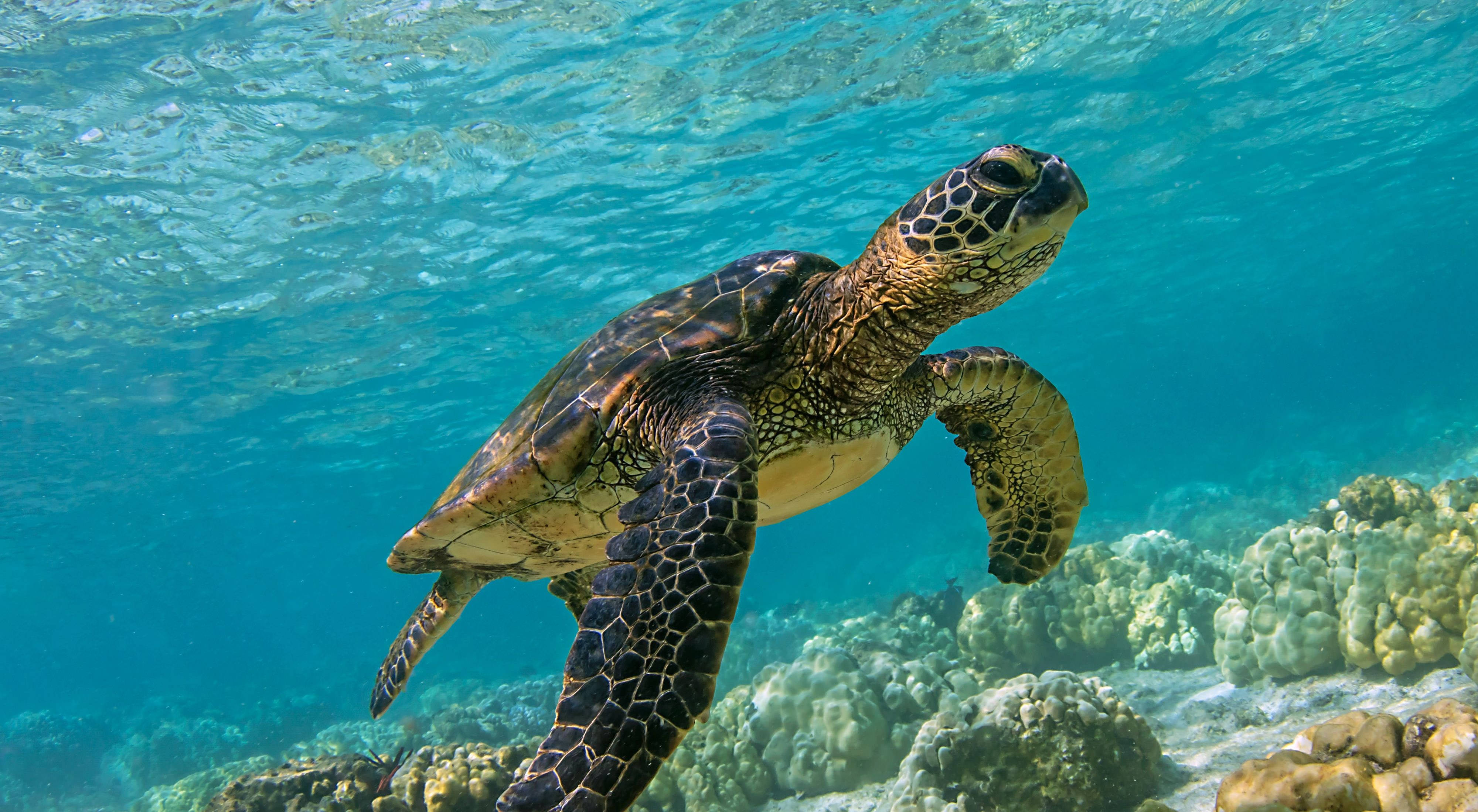綠海龜 Chelonia Mydas 攝影 壁紙 — 一隻海龜在清澈碧綠的海水中優雅地滑行，下方是色彩繽紛的珊瑚礁。