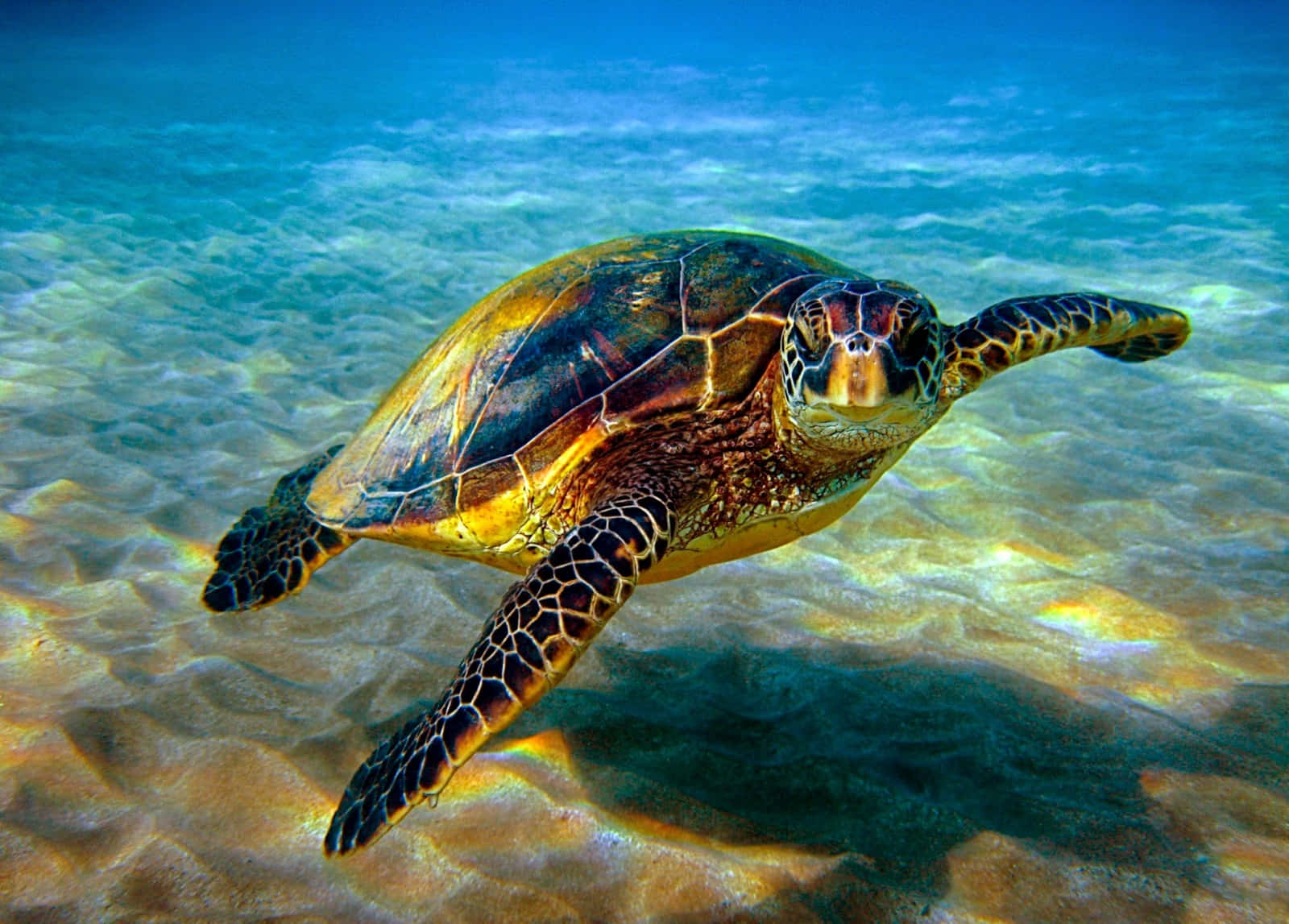綠海龜圖 壁紙 — 一隻綠海龜在清澈的碧綠海水中，優雅地滑過陽光斑駁的沙質海底。