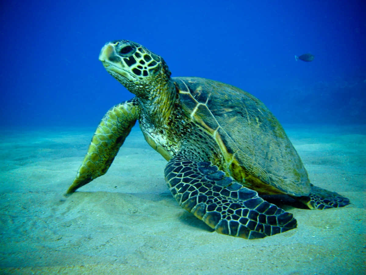 綠海龜圖 壁紙 — 一隻綠海龜在清澈藍色海水下的沙質海底優雅地休息，附近有一條小魚游過。