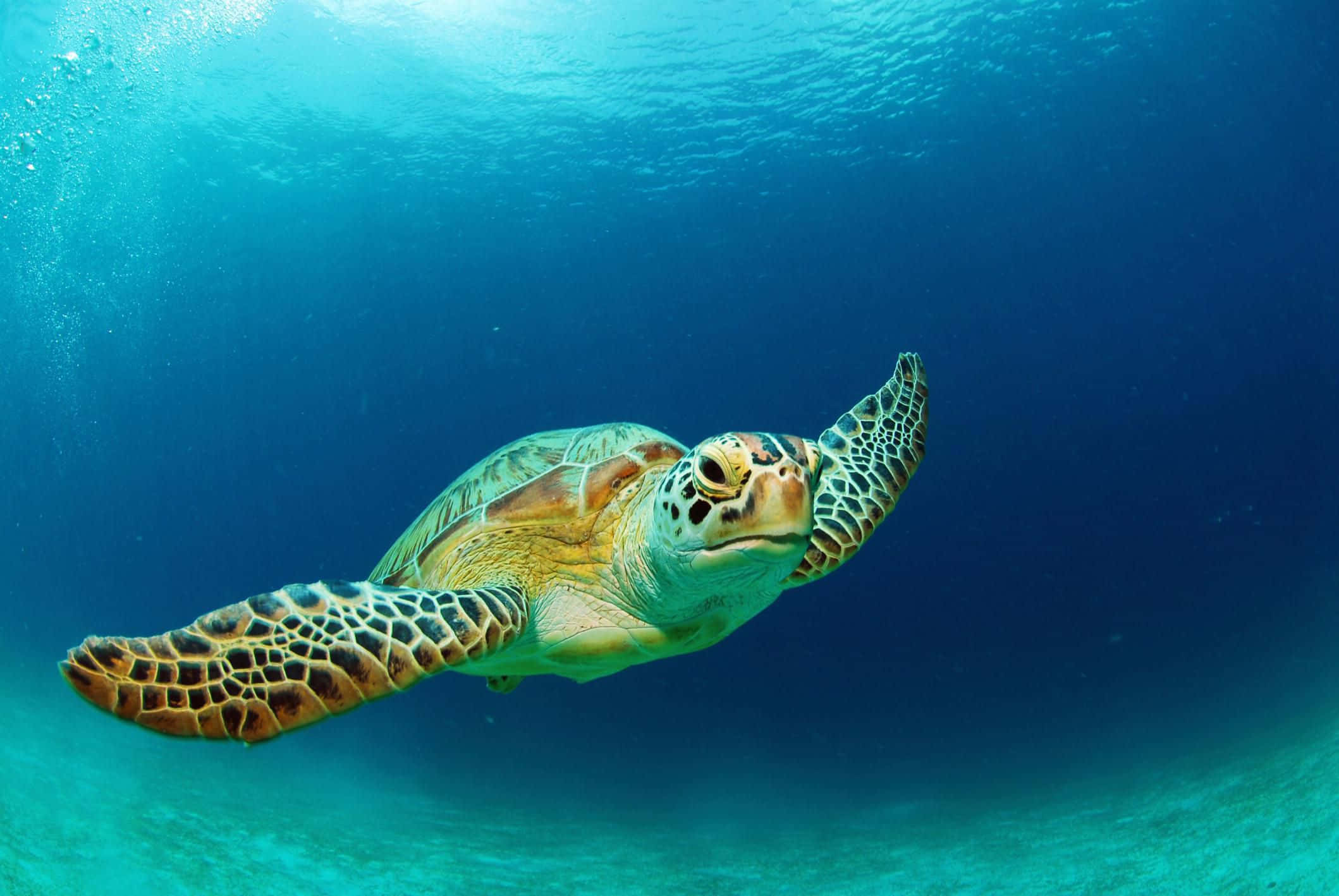 綠海龜圖片 壁紙 — 一隻綠海龜在清澈的碧綠海水中優雅地滑行，陽光從上方灑落。