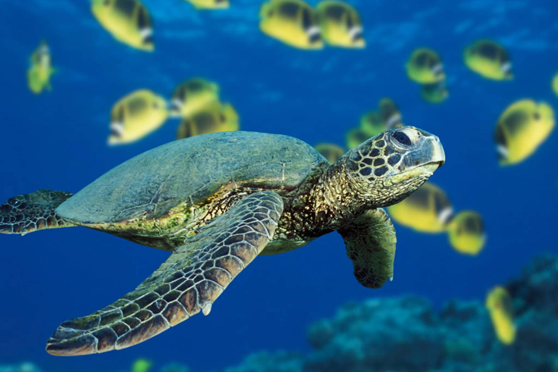 綠海龜海洋攝影 壁紙 — 一隻綠海龜在充滿活力的藍色海水優雅地滑行，周圍環繞著一群黃色魚。