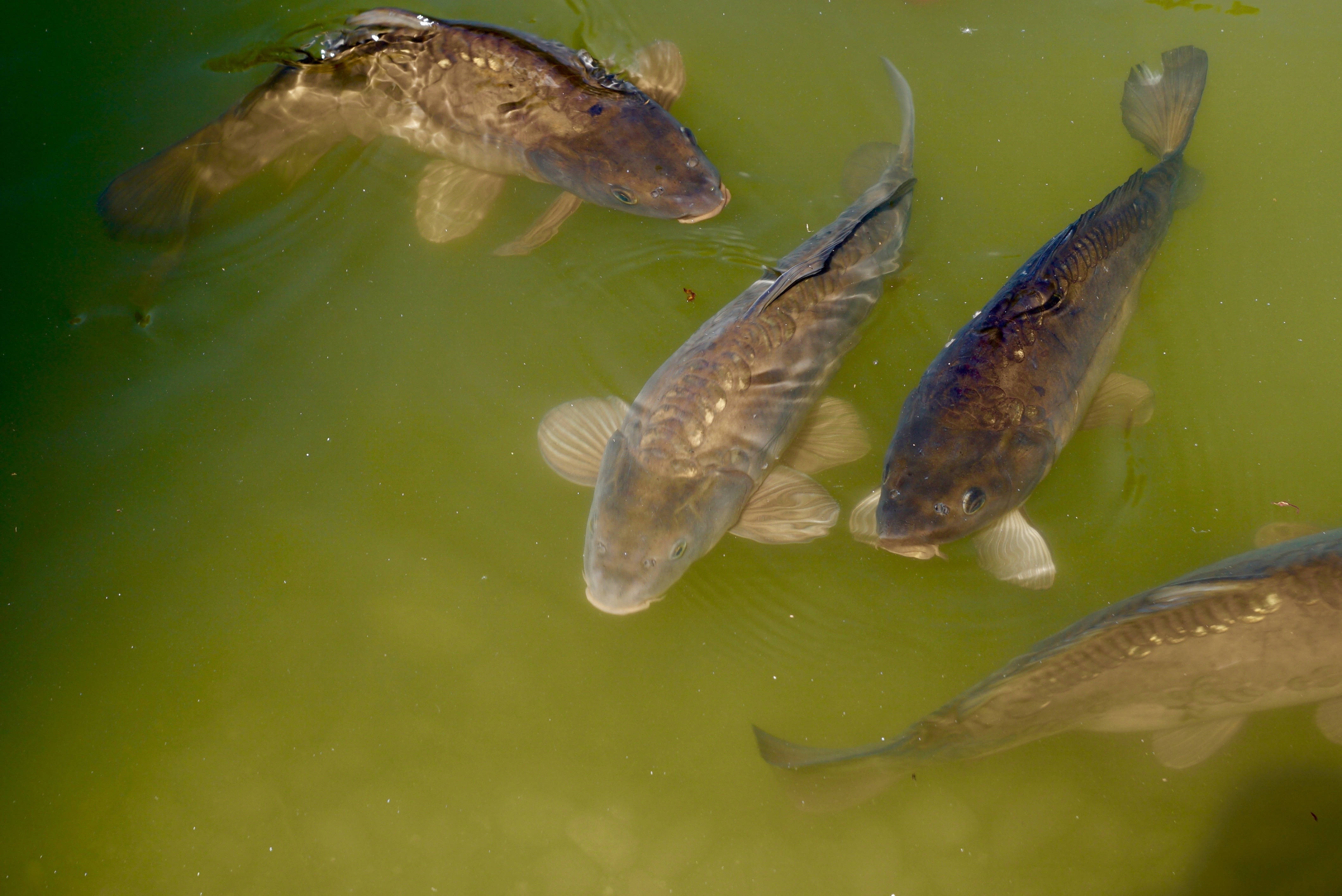 綠湖中的小鯉魚 壁紙 — 四條錦鯉在渾濁的綠色池塘水面附近游動，泛起輕柔的漣漪。