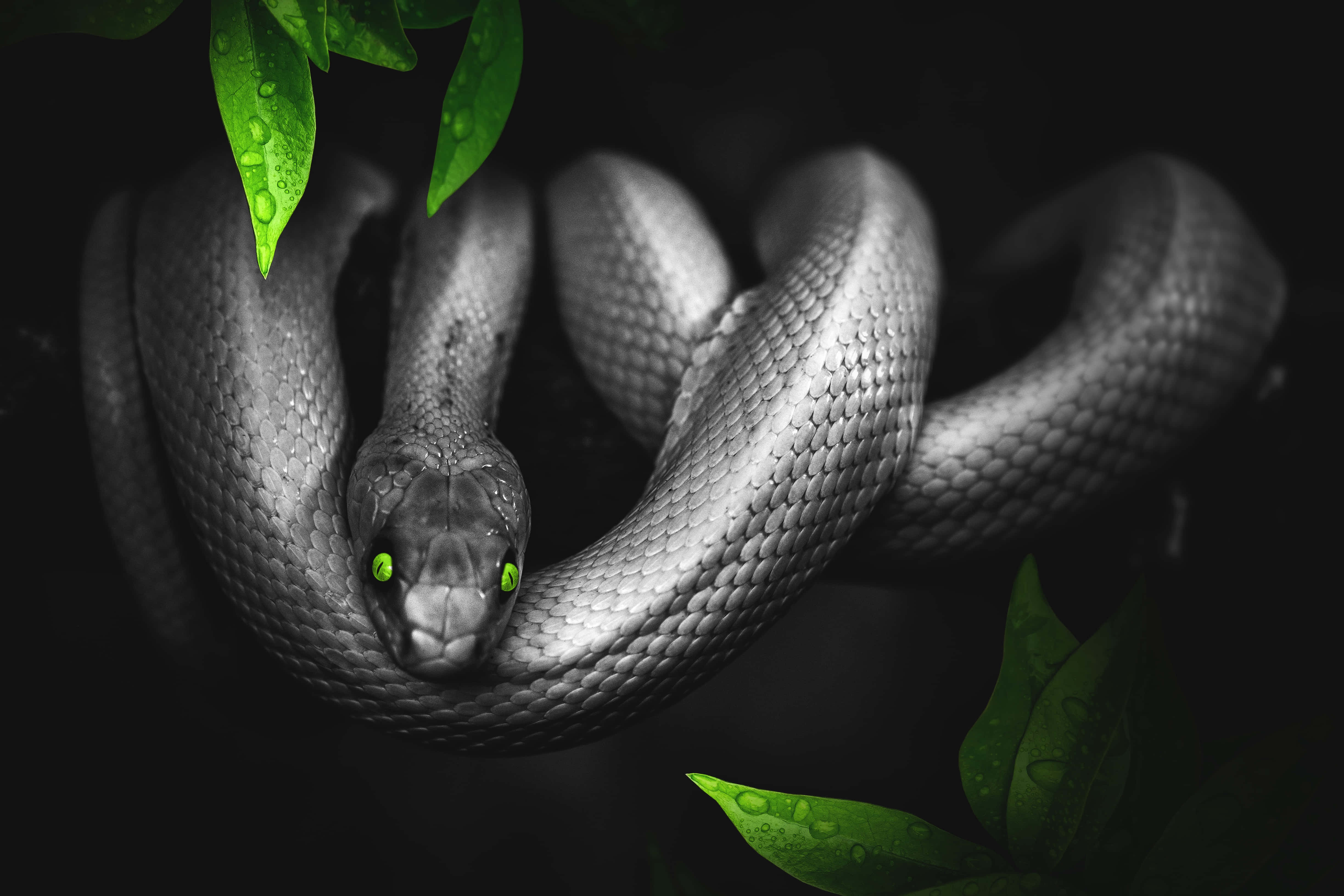 綠眼黑蛇爬行動物背景 壁紙 — 一條盤繞的蛇，帶有發光的綠色眼睛和帶露水的葉子，框出了一個戲劇性的單色叢林場景。