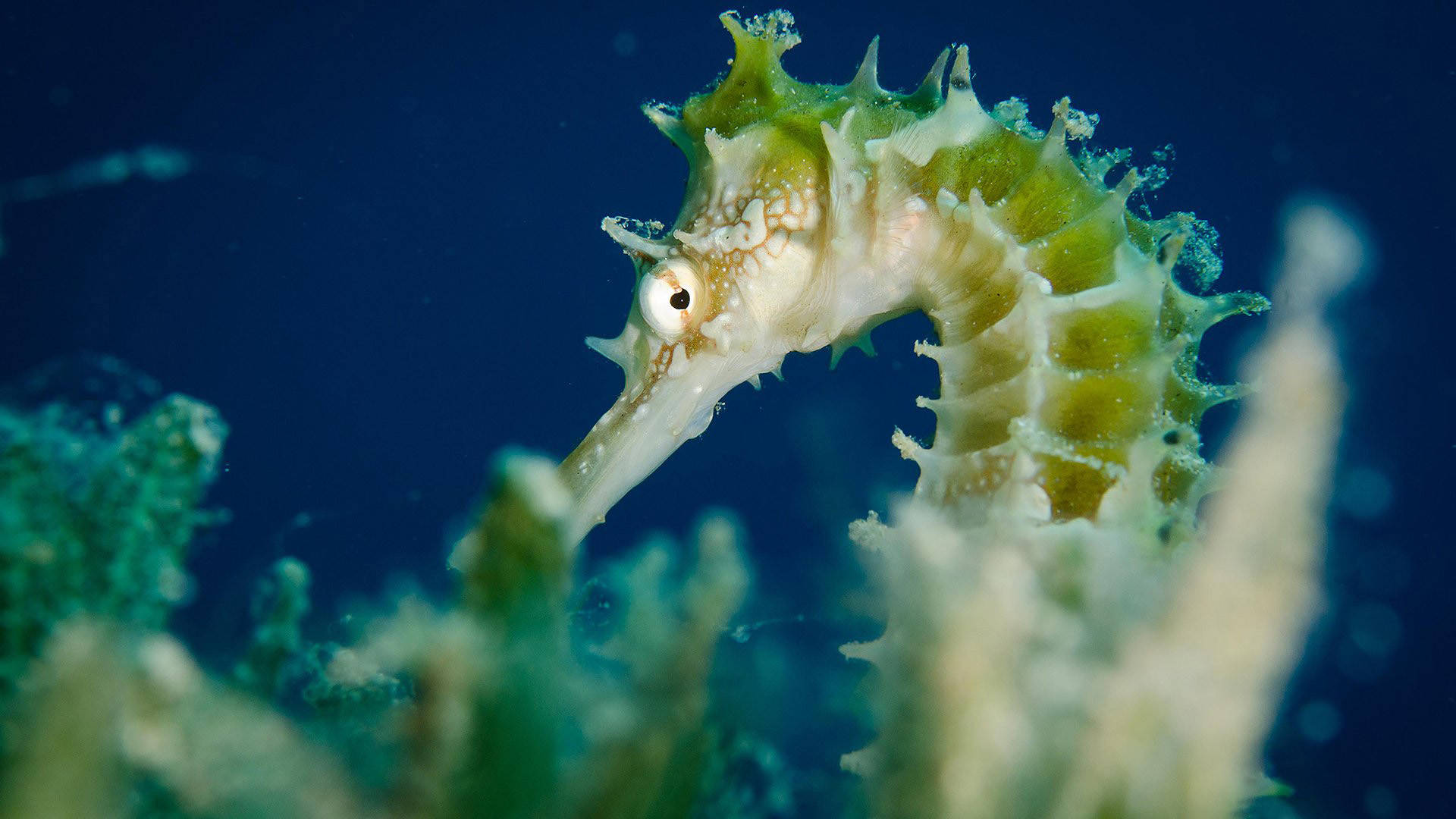 綠線海馬 壁紙 — 深藍色海水中，一隻綠色海馬長有尖刺魚鰭，在柔軟珊瑚間優雅游動的特寫。