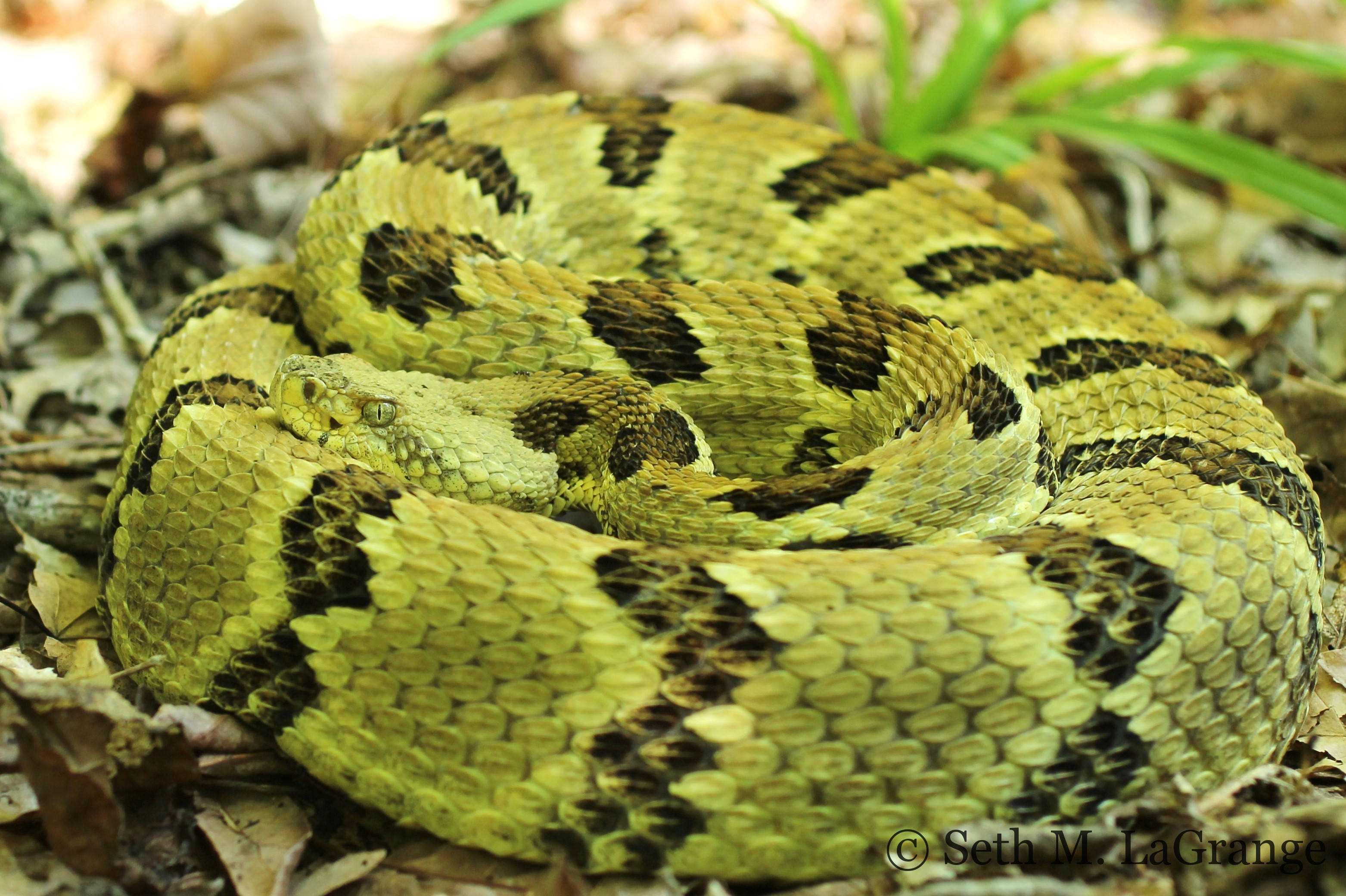 綠色 Timber Rattler 蛇 壁紙 — 一條盤繞的響尾蛇，帶有黃色和黑色菱形圖案，偽裝在乾葉和綠草之間休息。