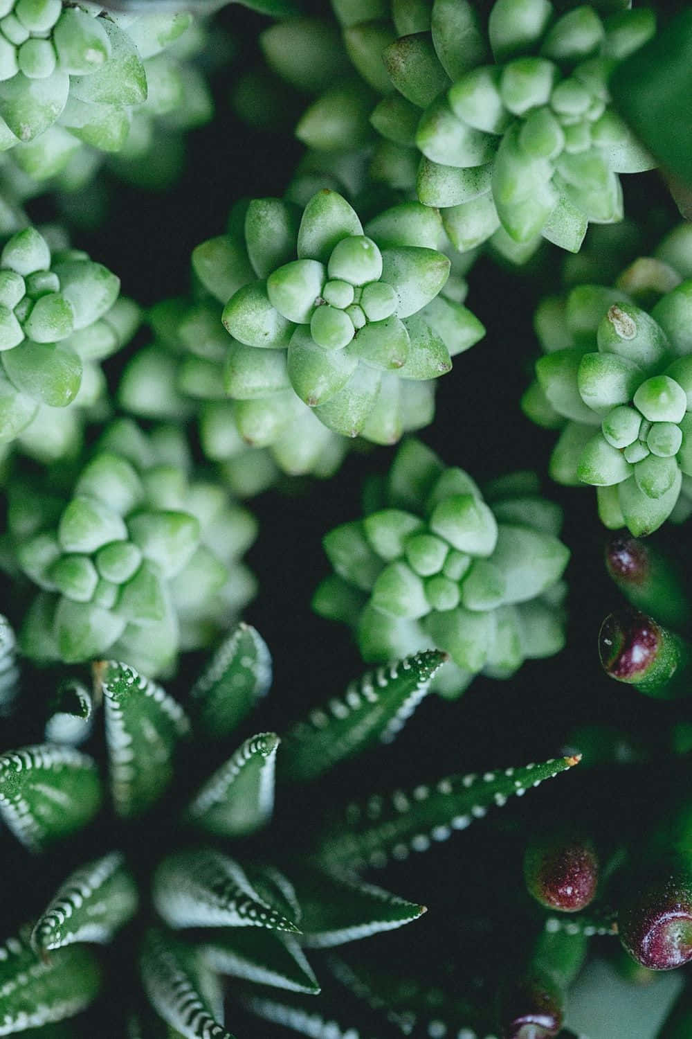 綠色Sedum Burrito與Haworthia多肉植物圖 壁紙 — 特寫鏡頭：茂密綠色多肉植物，葉片帶有紋理和露珠，襯以深色背景。