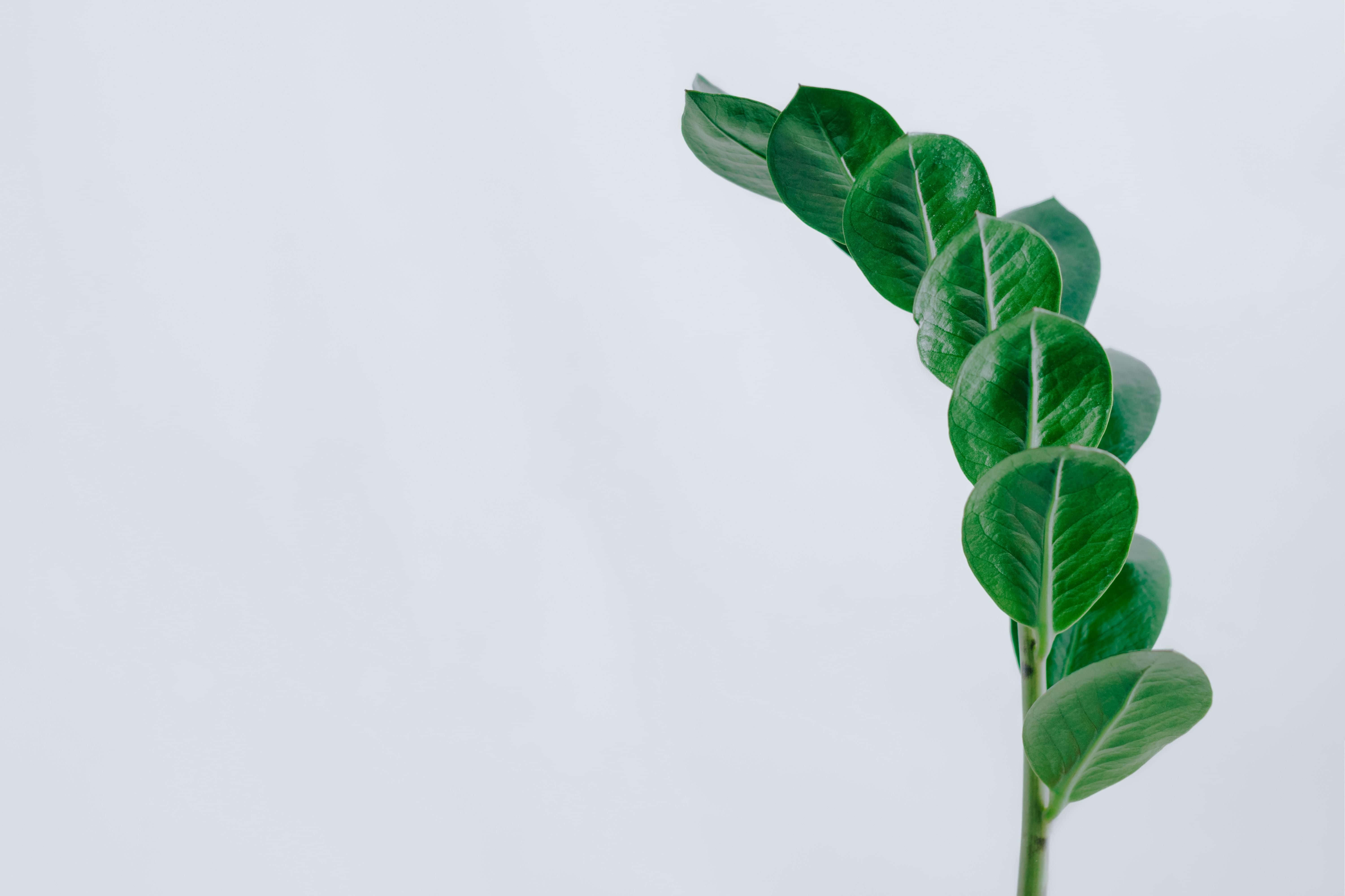 綠色ZZ葉極簡植物桌面 壁紙 — 一條充滿活力的綠色葉莖在柔和的白色背景上優雅地彎曲。