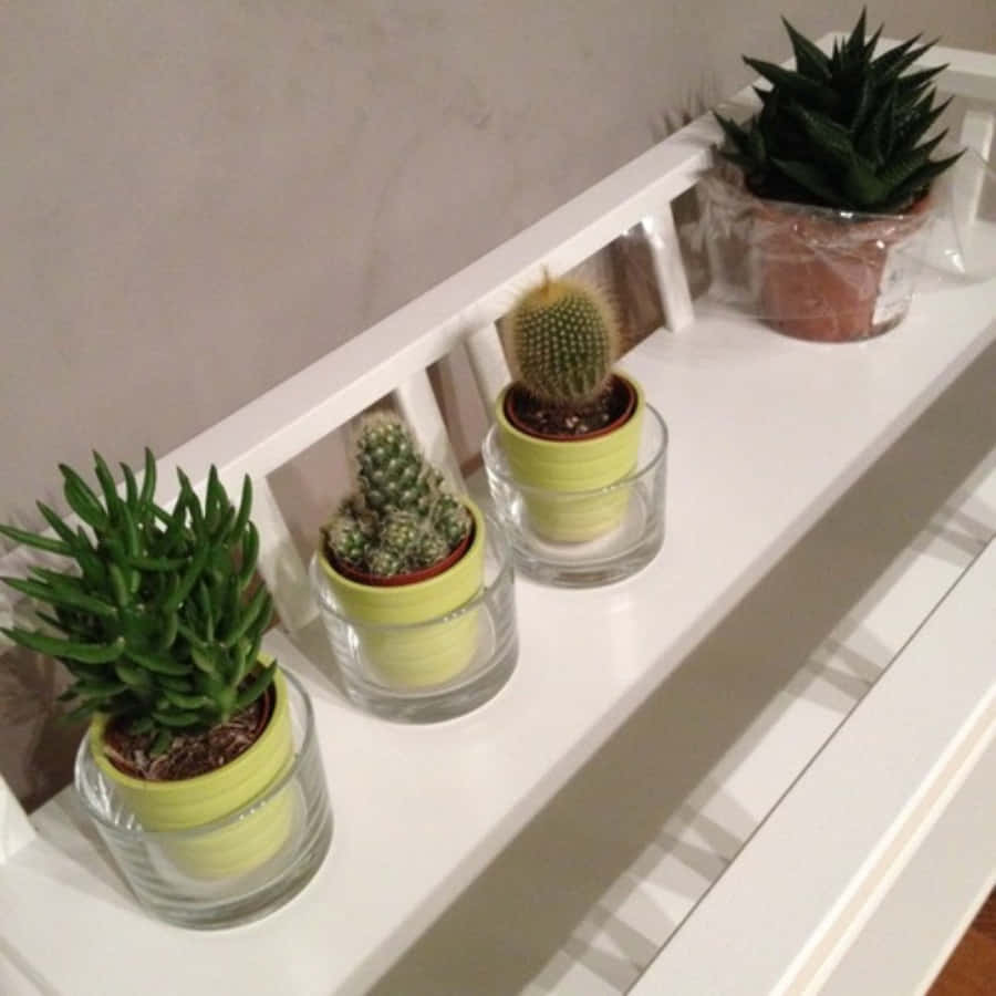 綠色仙人掌在陽光下生長 壁紙 — 四盆小型盆栽多肉植物和仙人掌整齊地放在白色木架上的玻璃容器中，背景是素牆。