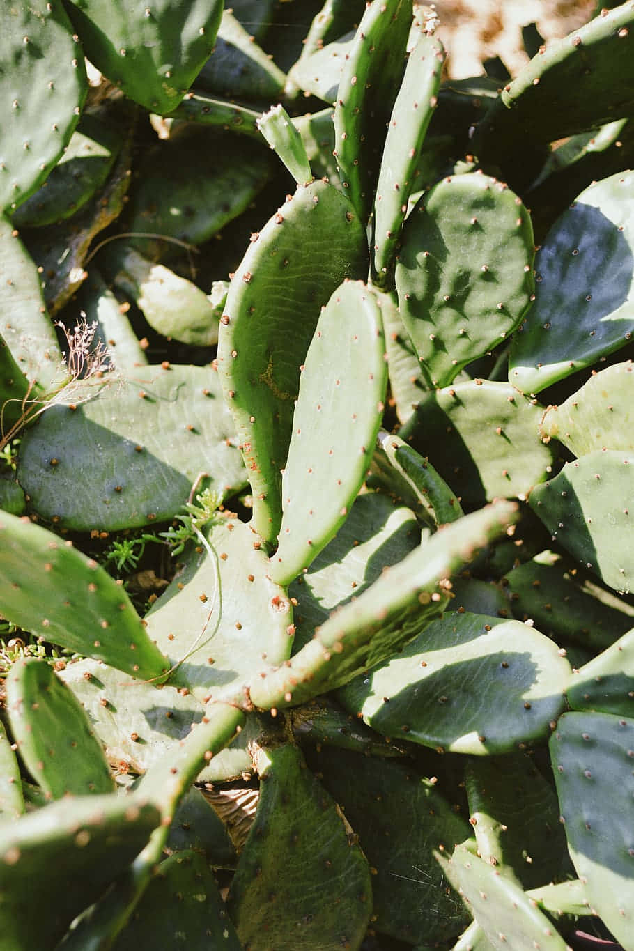 綠色仙人掌多肉植物照片 壁紙 — 仙人掌掌片的特寫，表面在明亮日光下呈現陽光照射的綠色，帶有細小尖刺。
