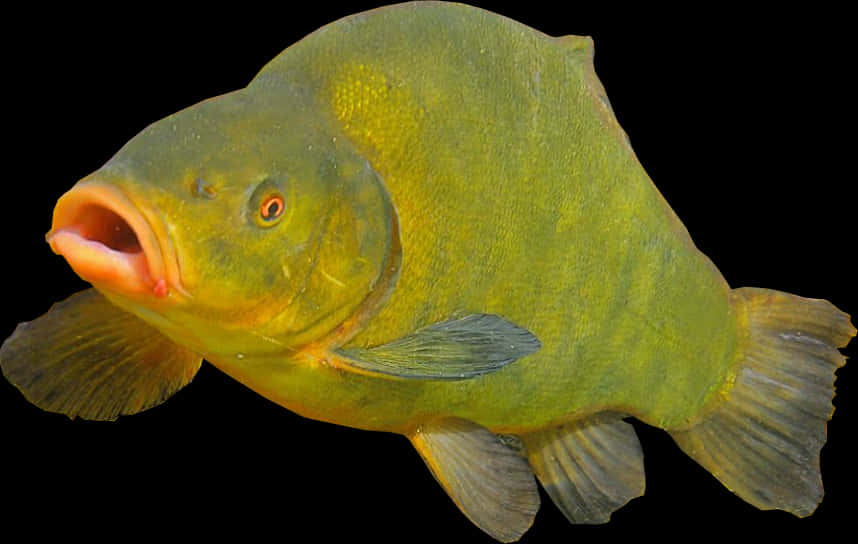 綠色十棘魚孤立 壁紙