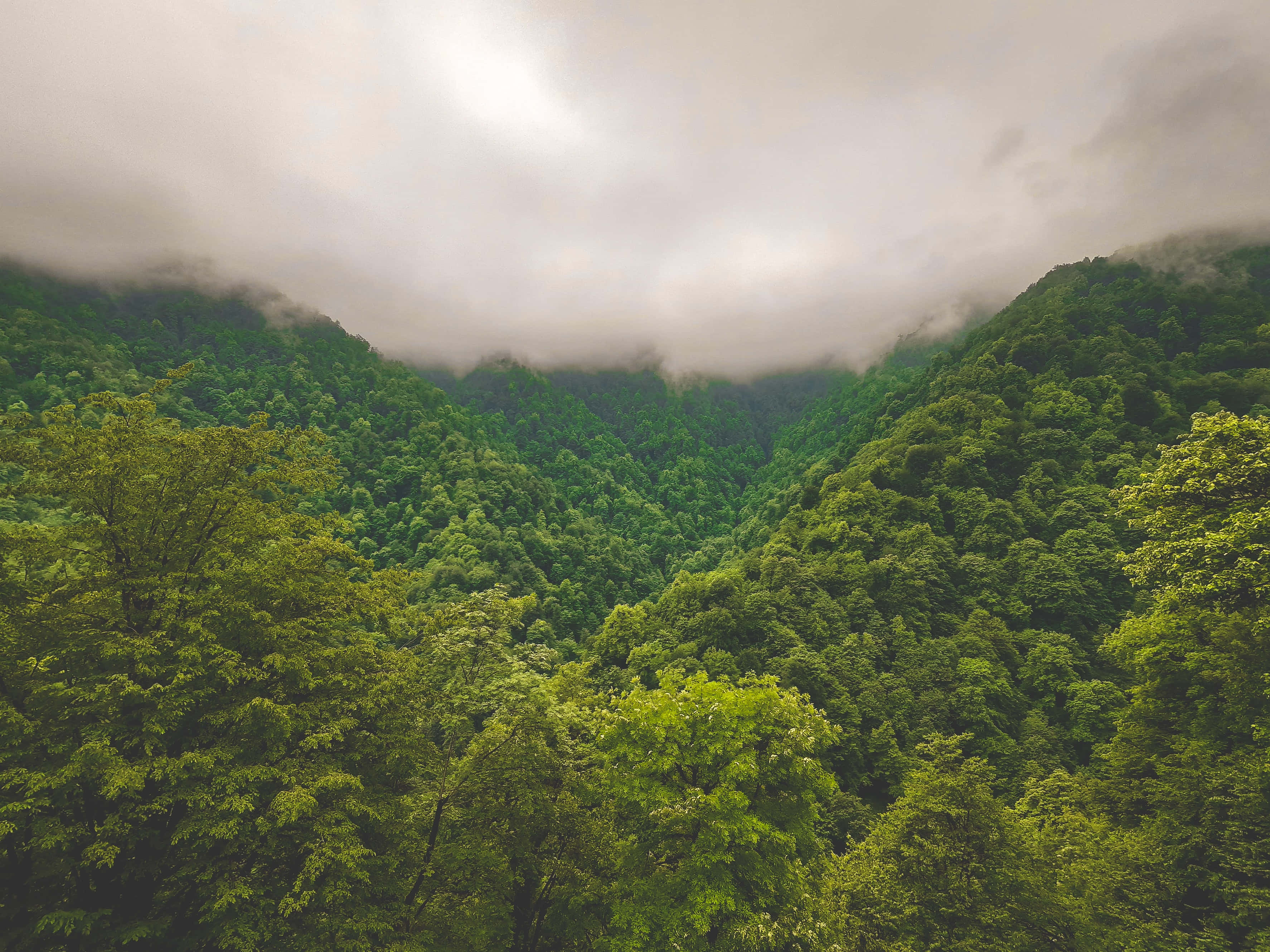 綠色叢林景觀背景 壁紙 — 一個霧氣瀰漫的山谷，坐落在鬱鬱蔥蔥的青山之間，天空多雲。