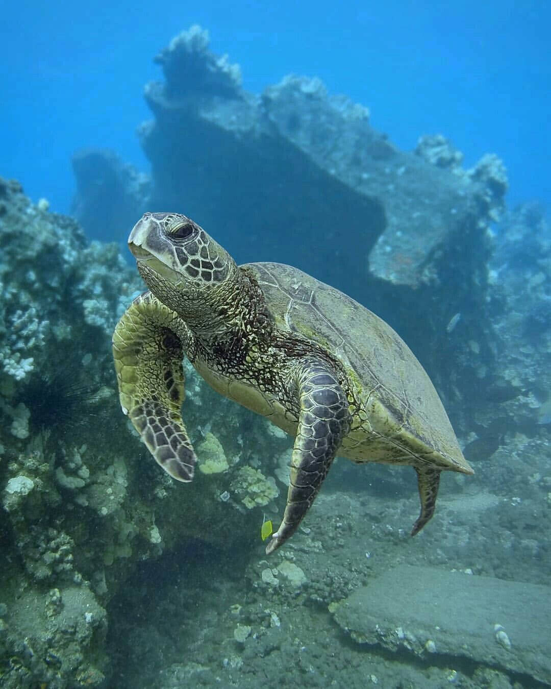 綠海龜在水下珊瑚礁附近游泳