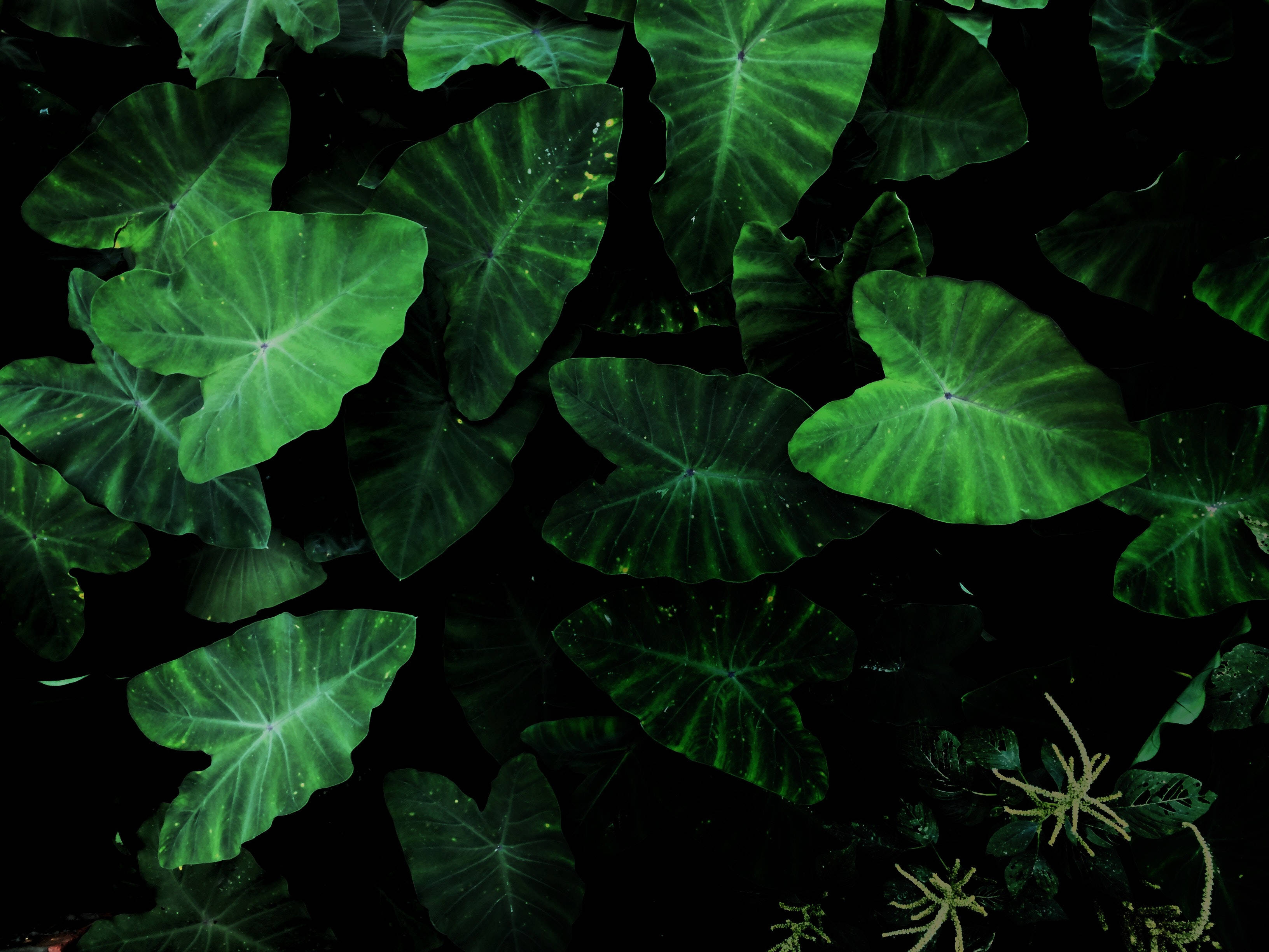 綠色塔羅植物 4K 高清筆電壁紙 壁紙 — 充滿活力的綠色芋頭葉，帶有複雜的葉脈，在深黑色背景上閃耀，呈現出茂盛的熱帶環境。