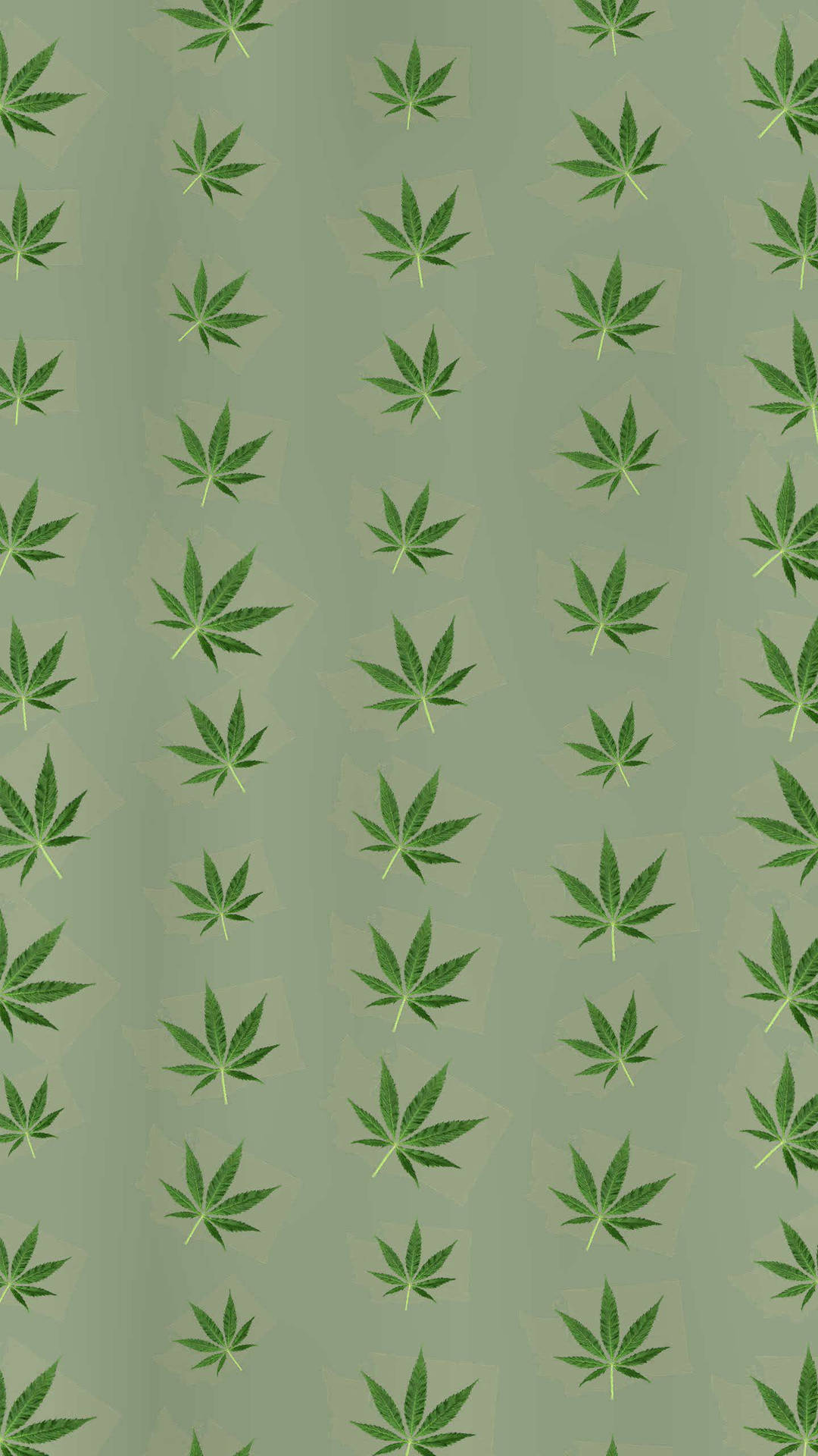 壁紙，在鼠尾草色背景上有重複的綠色大麻葉片。