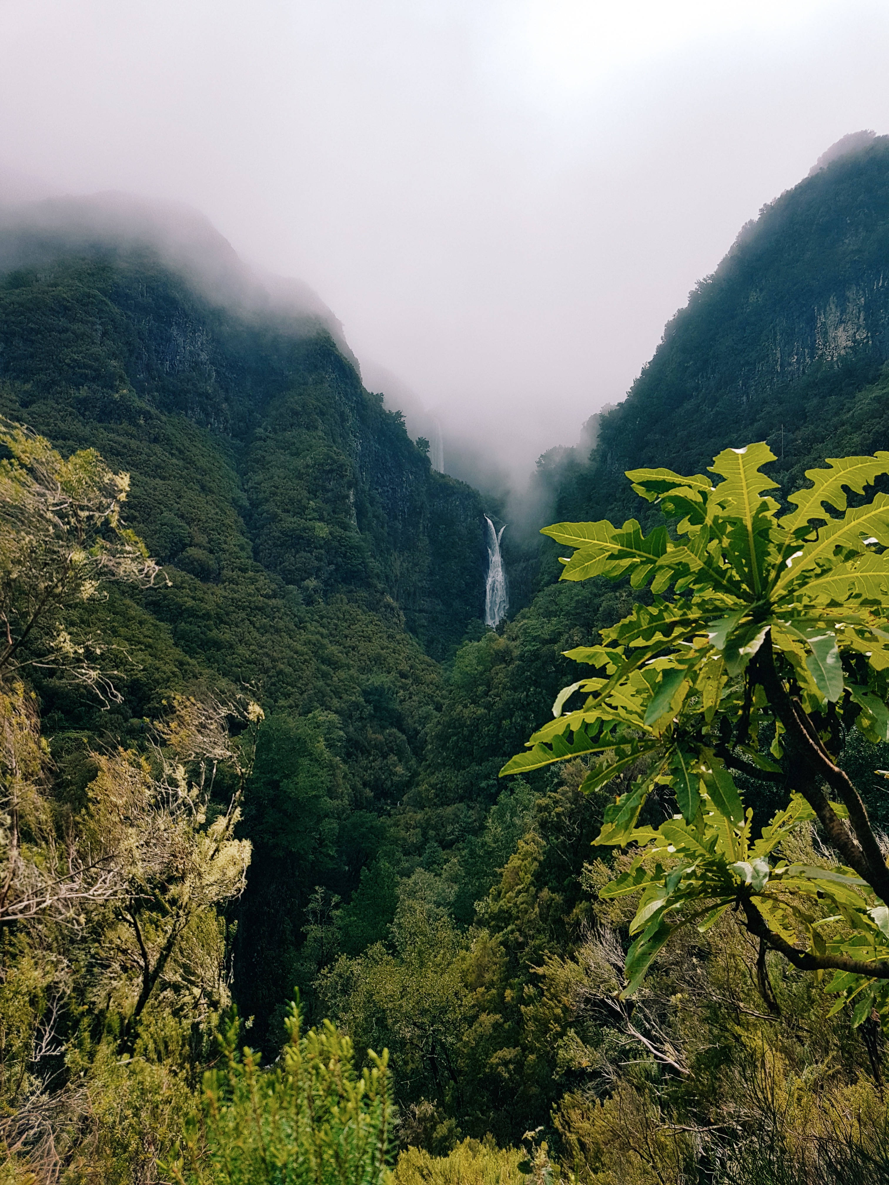 綠色山巒驚豔 iPhone 壁紙 — 一個霧氣瀰漫的山谷，隱藏的瀑布穿過茂密的綠色森林，在陰天之下傾瀉而下。
