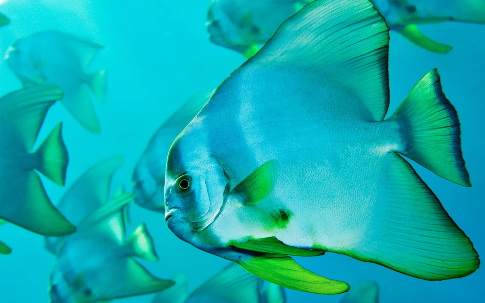綠色扁平冷魚 壁紙 — 一群銀色七彩神仙魚帶有鮮綠色魚鰭，在清澈的藍綠色海水中優雅地游動。