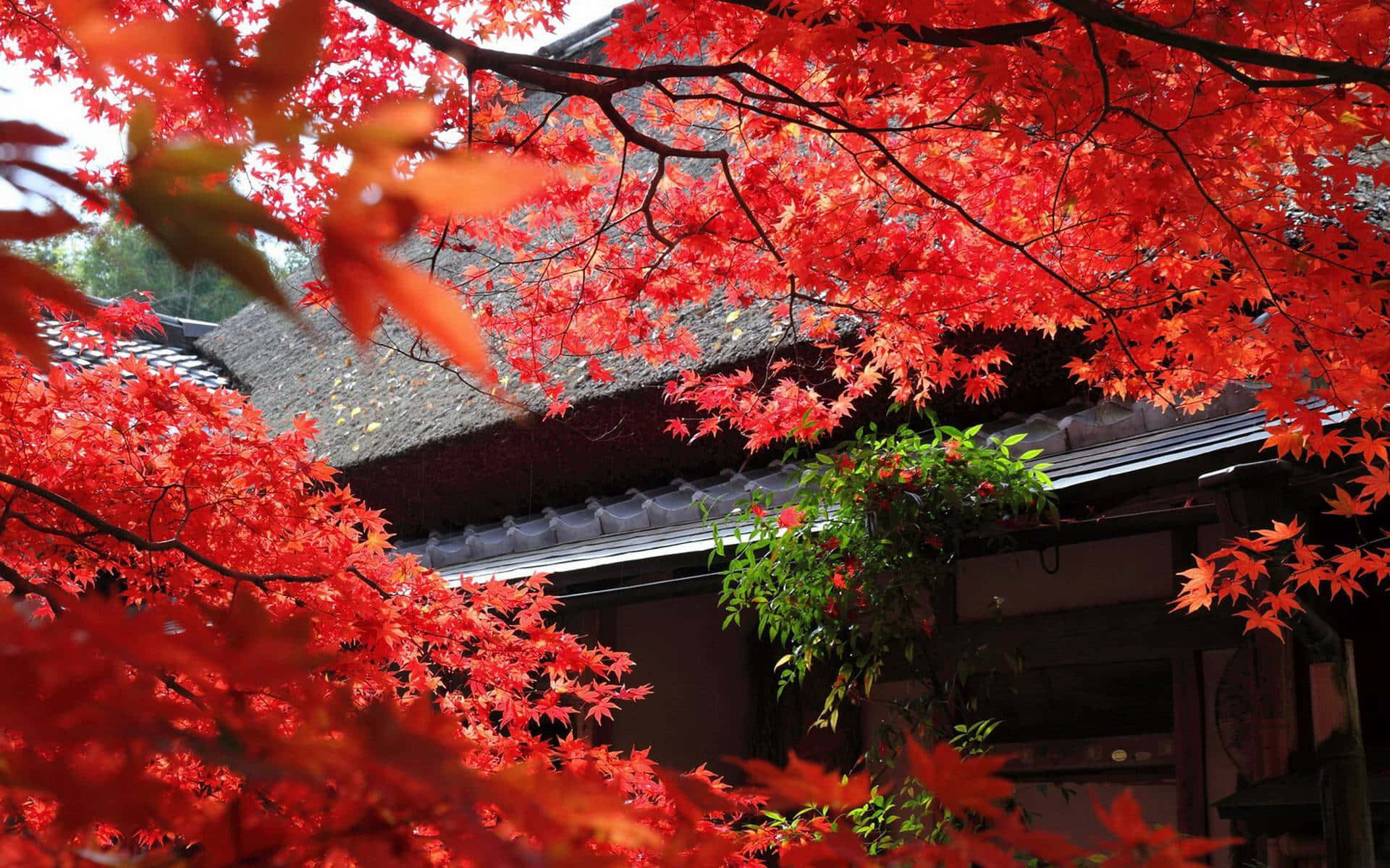 鮮豔的紅色楓葉在秋天框出傳統的日本寺廟入口。