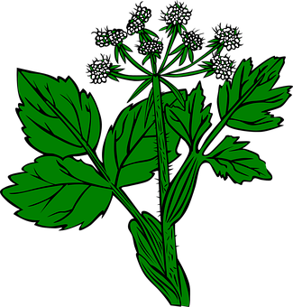 綠色植物插圖 壁紙