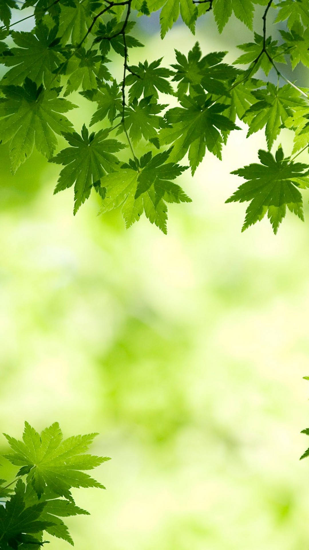 綠色楓葉在柔和模糊的森林背景下垂掛。
