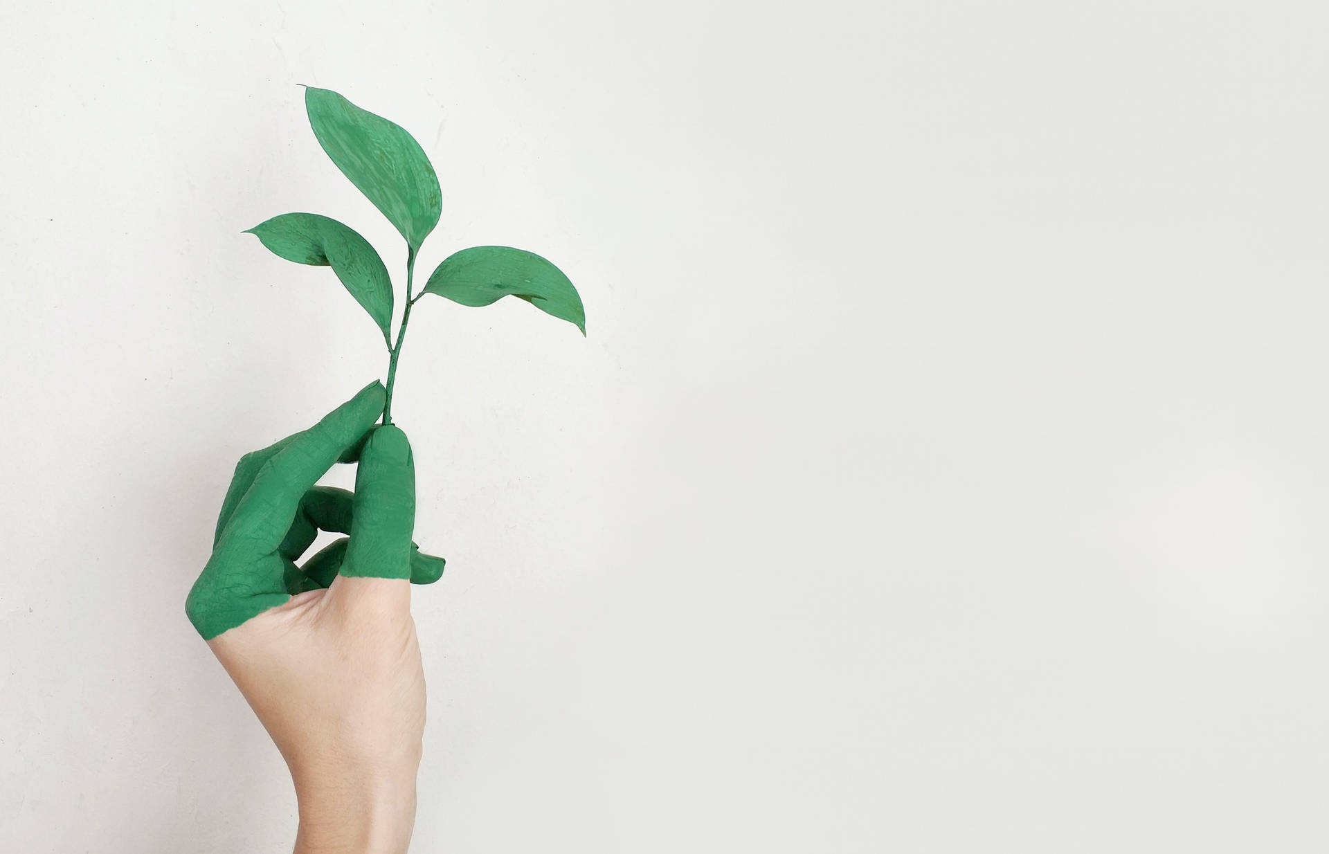 手拿著一棵小綠色植物，背景是白色。