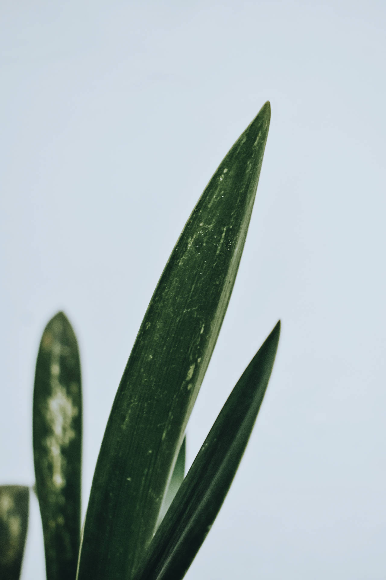 綠色植物葉子的特寫，背景為淡藍色。