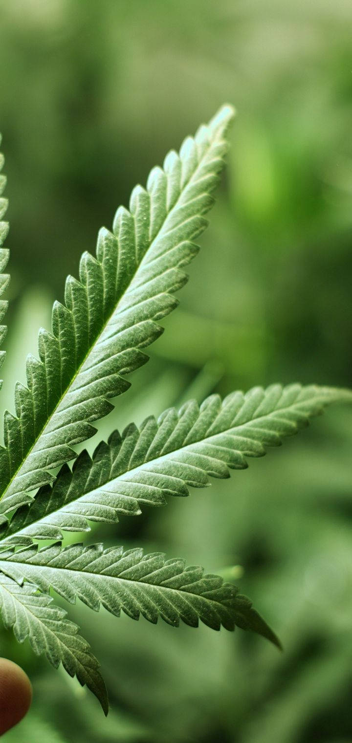 一隻手拿著一片邊緣呈鋸齒狀的大麻葉，對著綠色背景。