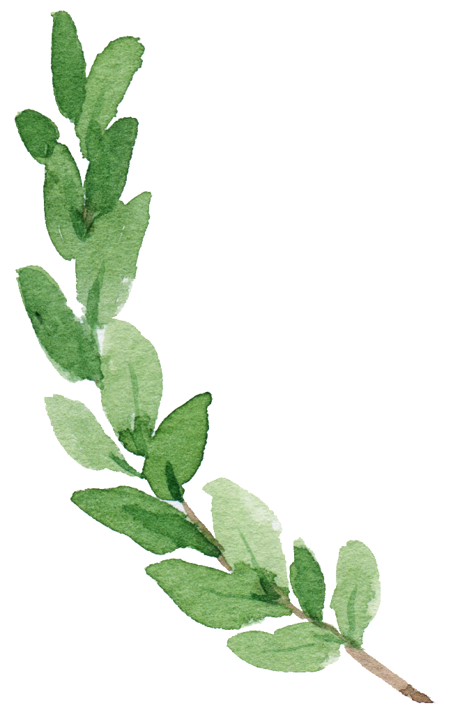 綠色水彩枝條插畫 壁紙 — 一條精緻的水彩樹枝，帶有綠色葉子，在純黑背景下優雅彎曲。