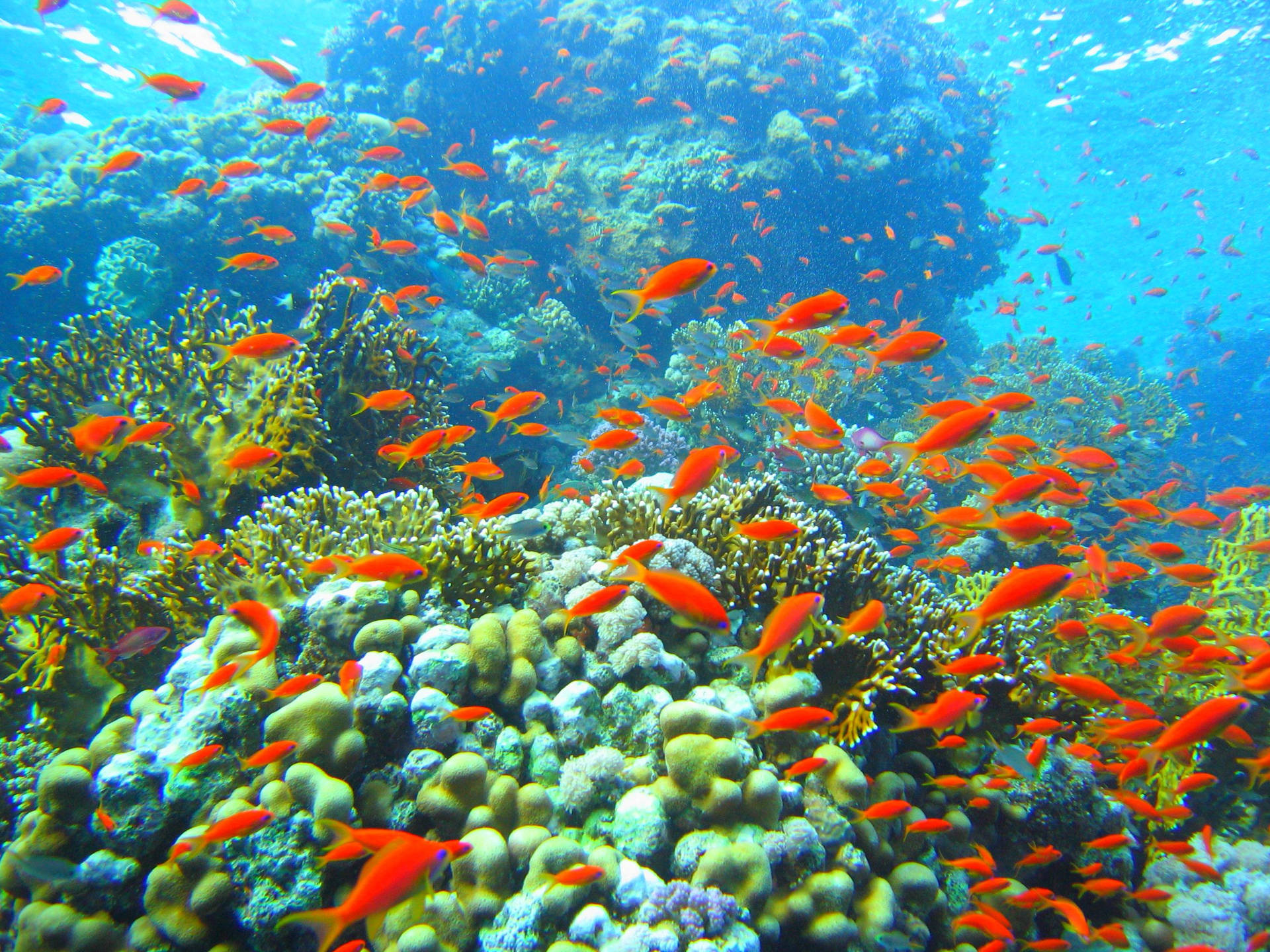 一群橙色魚在清澈的藍色水域中於珊瑚礁間游動。