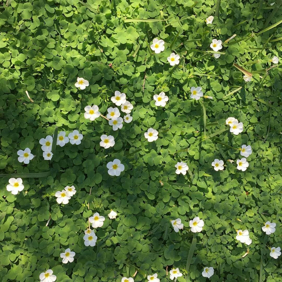 白色三葉草花在明亮的陽光下在茂密的綠葉間盛開。