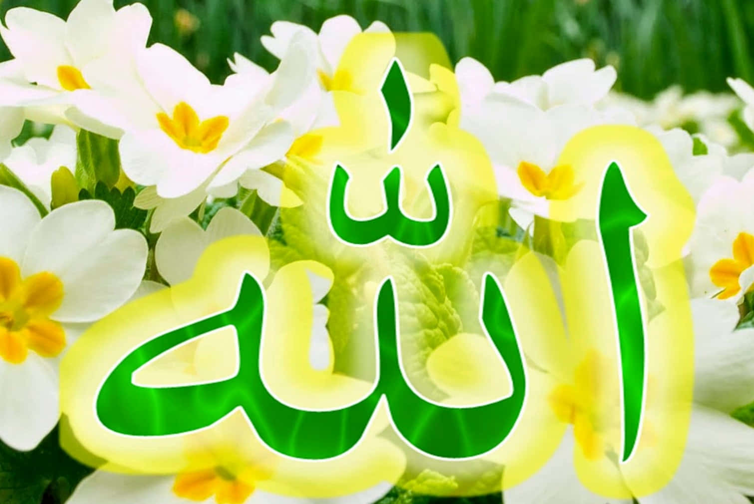 Allah 桌布 壁紙 — 綠色的阿拉伯文「阿拉」在柔焦的白色和黃色報春花田野上發光。