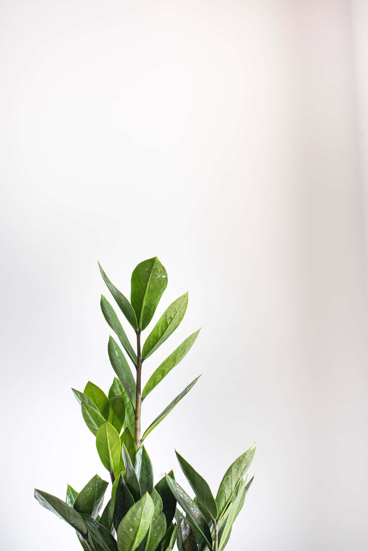 一棵高大的綠色葉子植物，背景為白色。