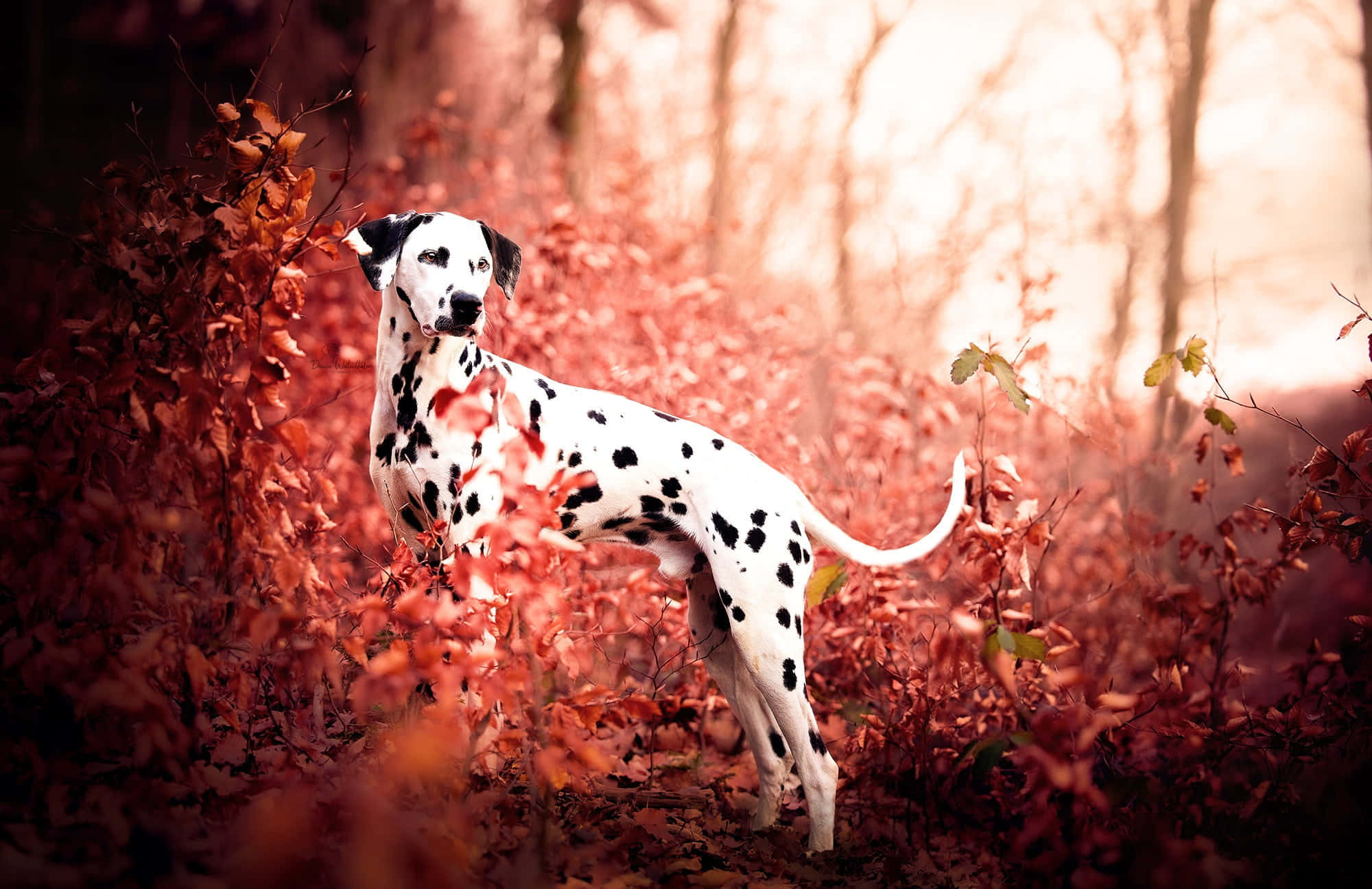 綠色背景下的美麗達爾馬提亞犬 壁紙 — 一隻斑點狗在柔和光線的森林中，在鮮豔的紅色秋葉間警覺地站立。