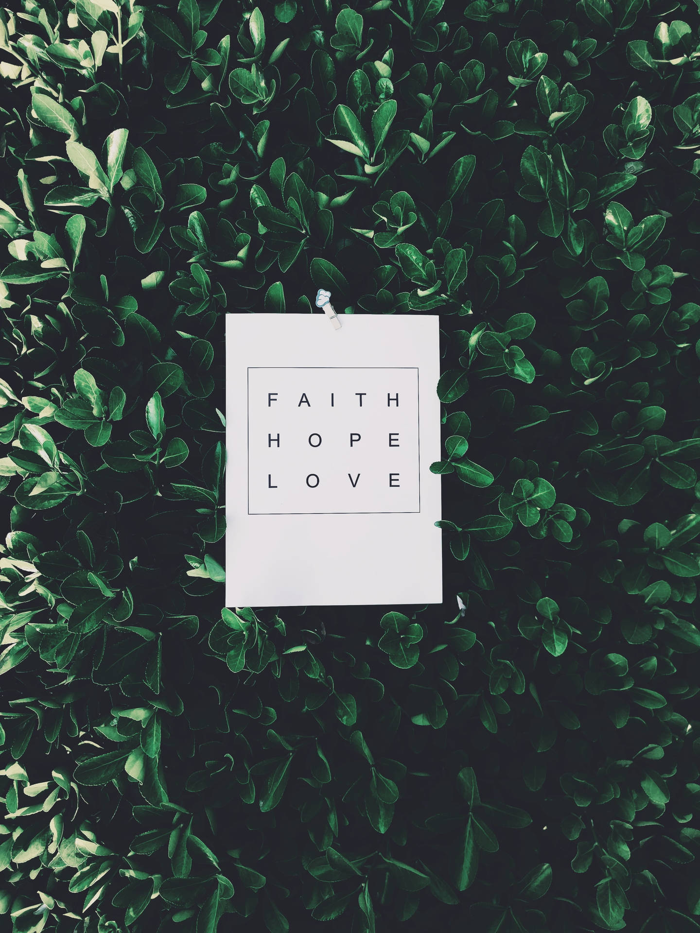 白色卡片，上面有 faith hope love 文字，別在綠色樹葉上。