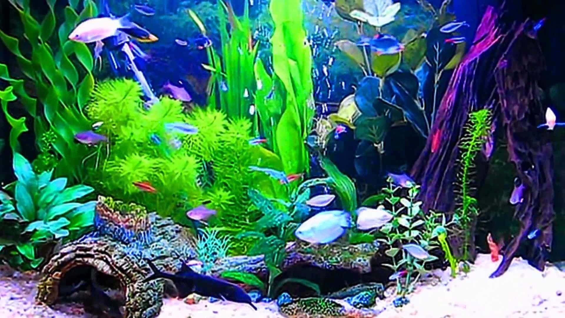 綠色與紫色魚缸背景 壁紙 — 充滿活力的水族箱，色彩繽紛的魚群在藍色燈光下於茂密的綠色和紫色植物間游動。