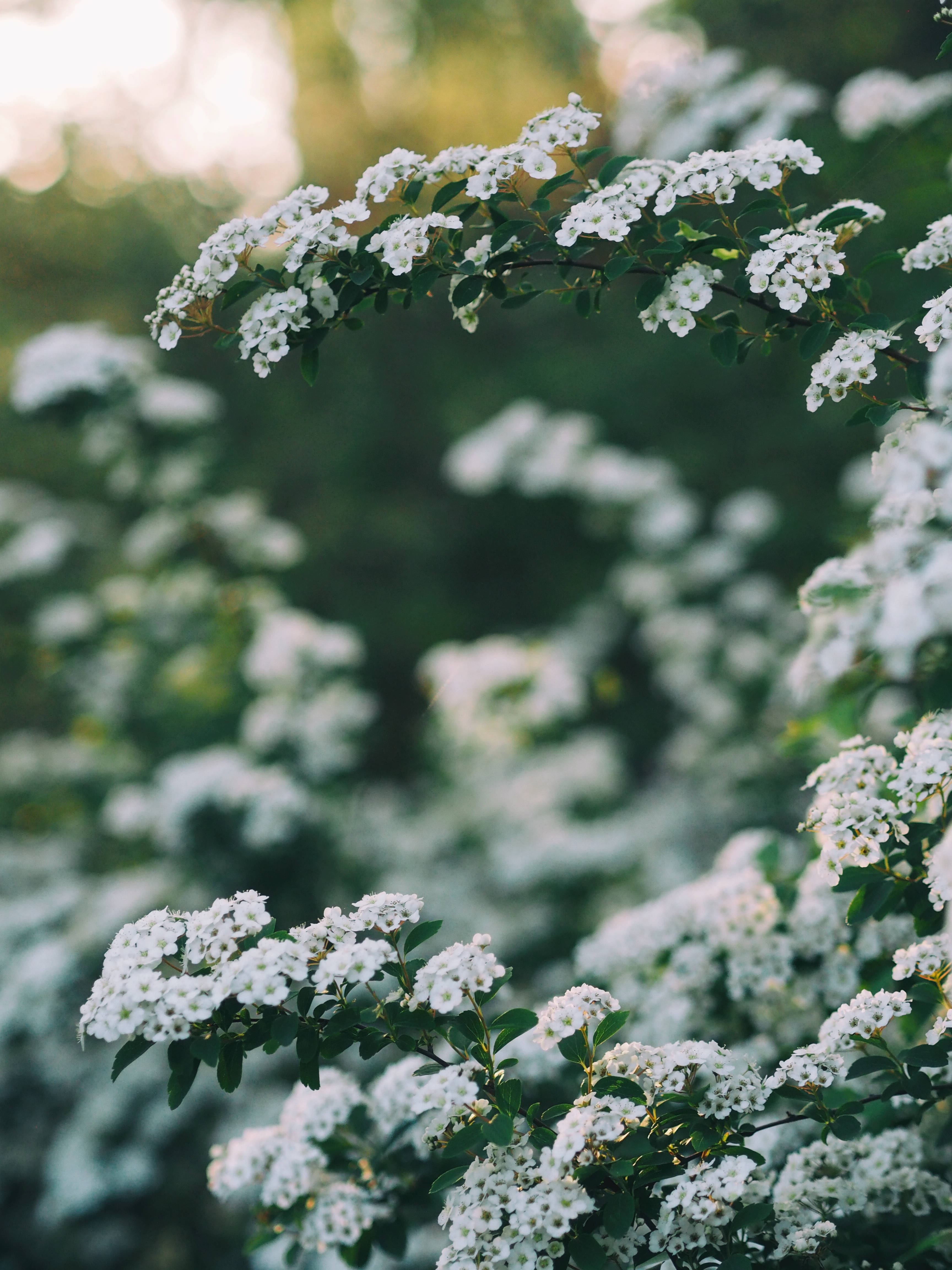 綠色花卉白花日景 壁紙 — 柔和焦點的細緻白花枝條，綠葉沐浴在溫暖的金色逆光中。