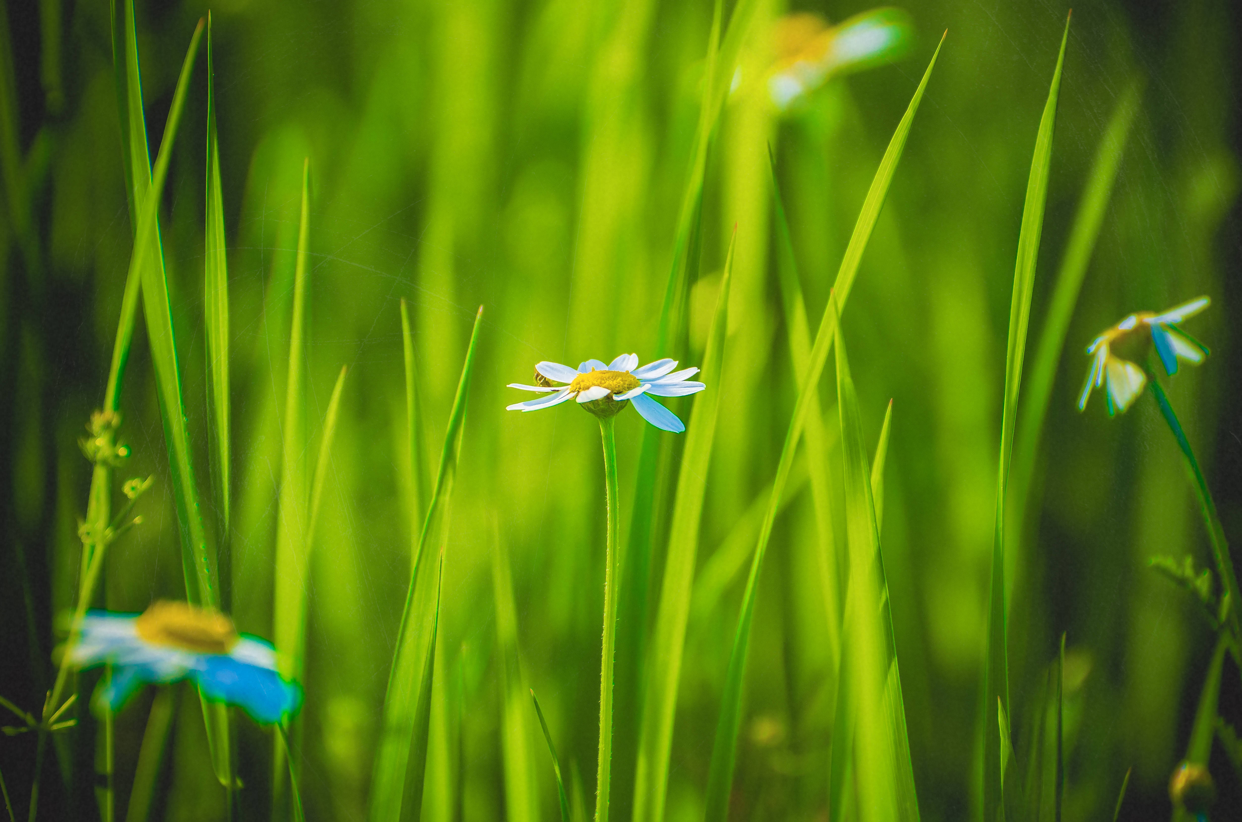 綠色花卉與藍色花朵 壁紙 — 一朵藍色花瓣、黃色花心的雛菊，在明亮的陽光下高高矗立在充滿活力的綠草中。