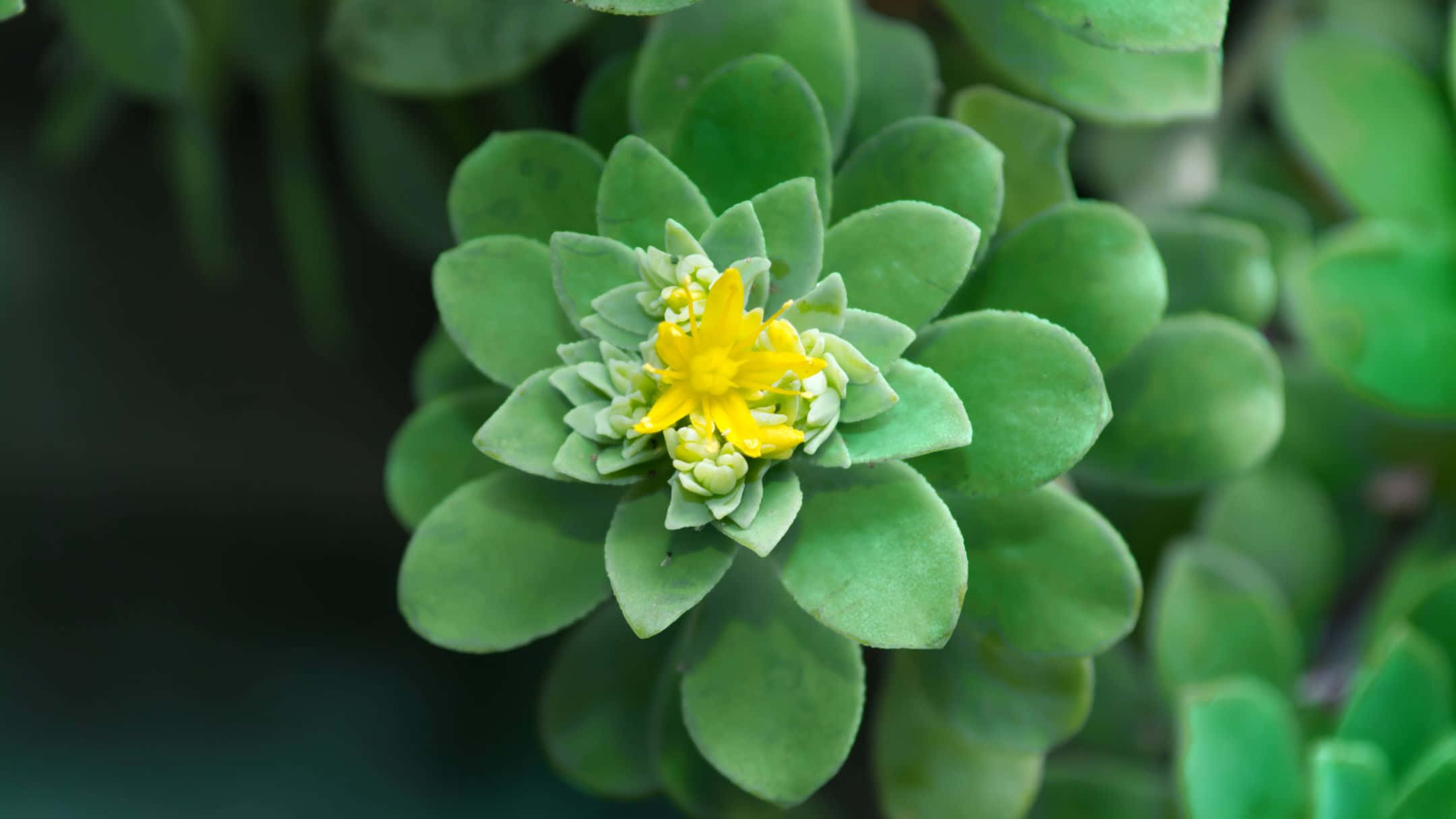 綠色花與黃色花朵的近距離特寫 壁紙