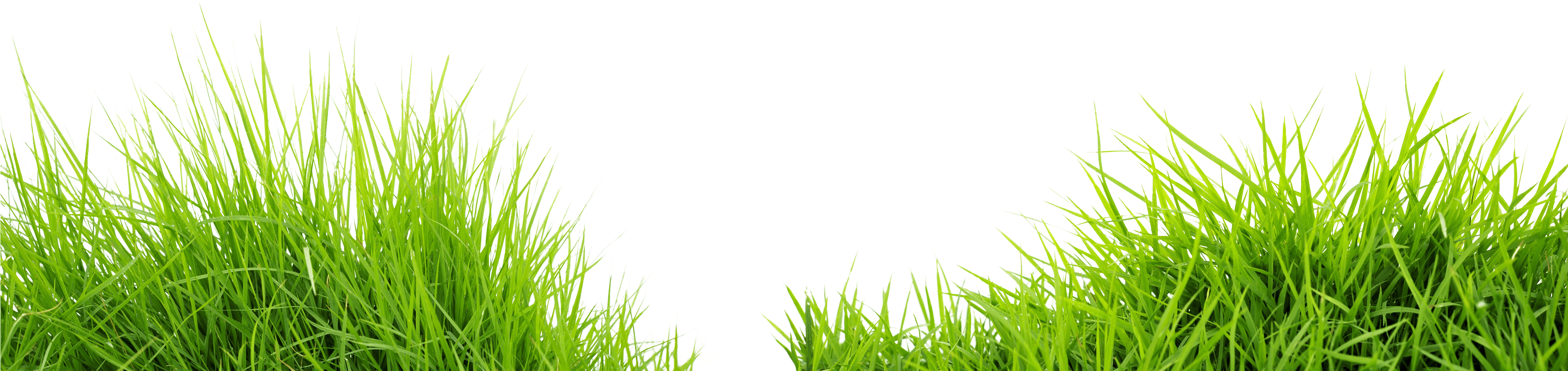 綠色草葉分離圖 壁紙 — 充滿活力的綠色草葉帶有露珠，在對稱構圖中框住深青色背景。
