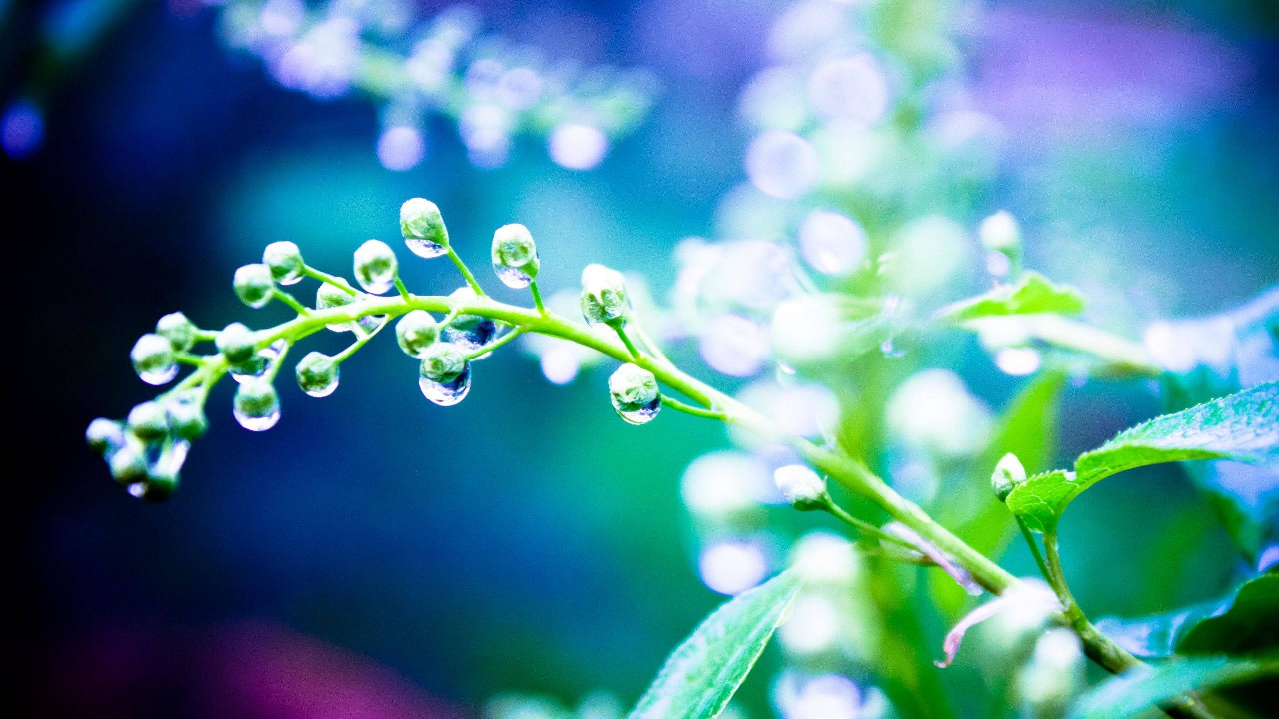 Rainy 桌布 壁紙 — 綠色莖部特寫，露珠閃爍，背景為模糊的藍紫色散景。