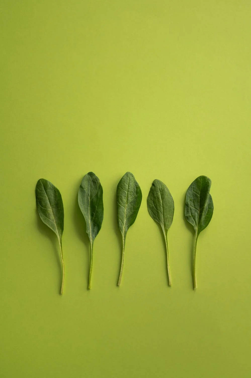 綠色菠菜 壁紙 — 五片新鮮菠菜葉整齊排列成一排，背景為純青檸綠色。