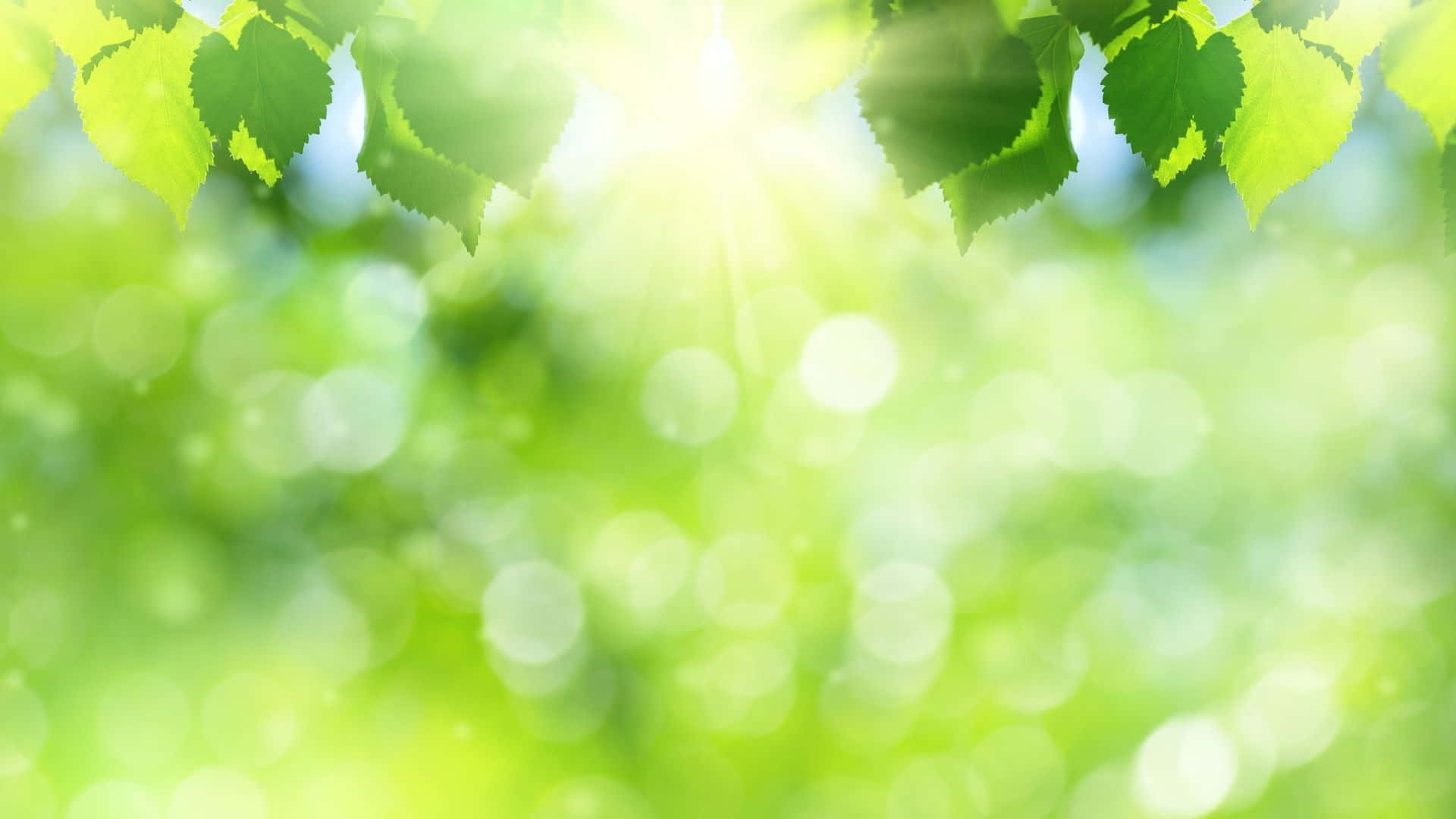 綠色葉片與陽光在背景上 壁紙