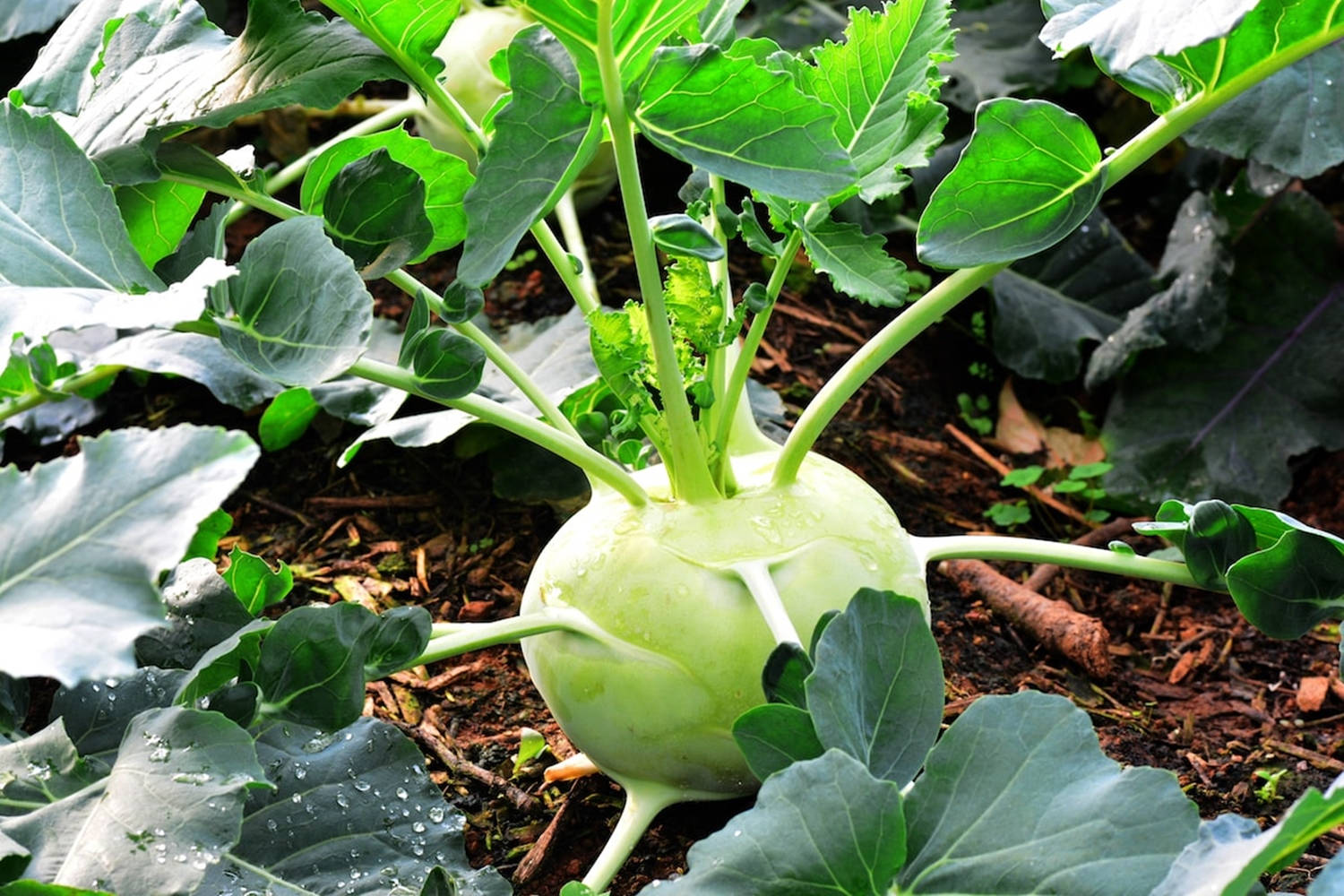 綠色葉狀洋蔥菜根莖 壁紙 — 新鮮的苤藍在肥沃的土壤中生長，周圍環繞著寬闊的綠葉，露珠在自然光下閃閃發光。