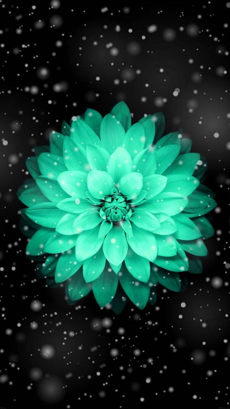 一朵發光的藍綠色大麗花，襯托著黑暗的星空背景。