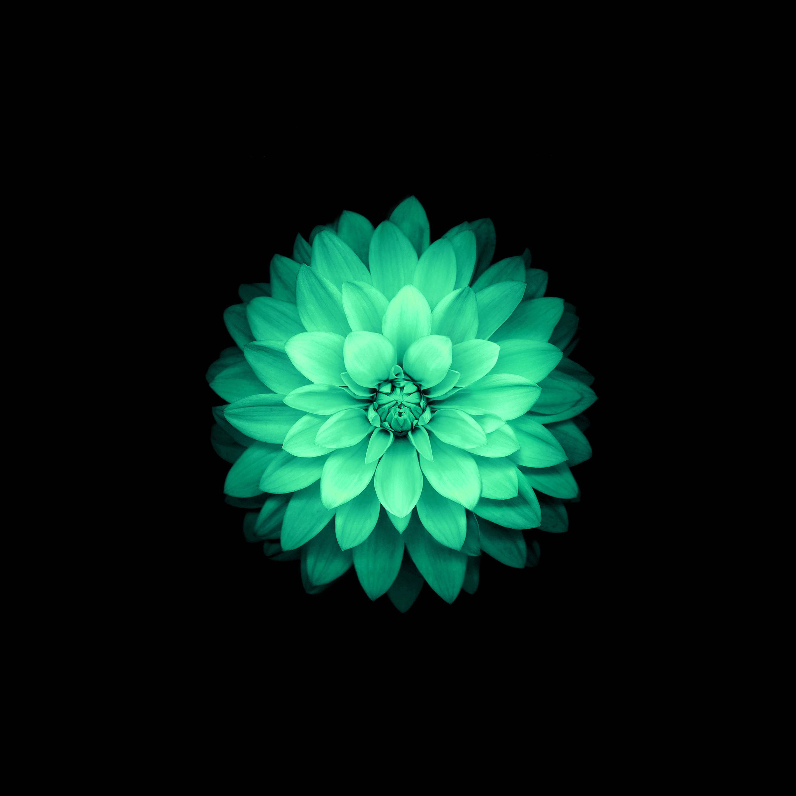 綠色蓮花花蘋果壁紙 壁紙 — 一朵發光的青綠色大麗花在純黑背景下盛開，層層疊疊的花瓣散發出電光般的強烈光芒。