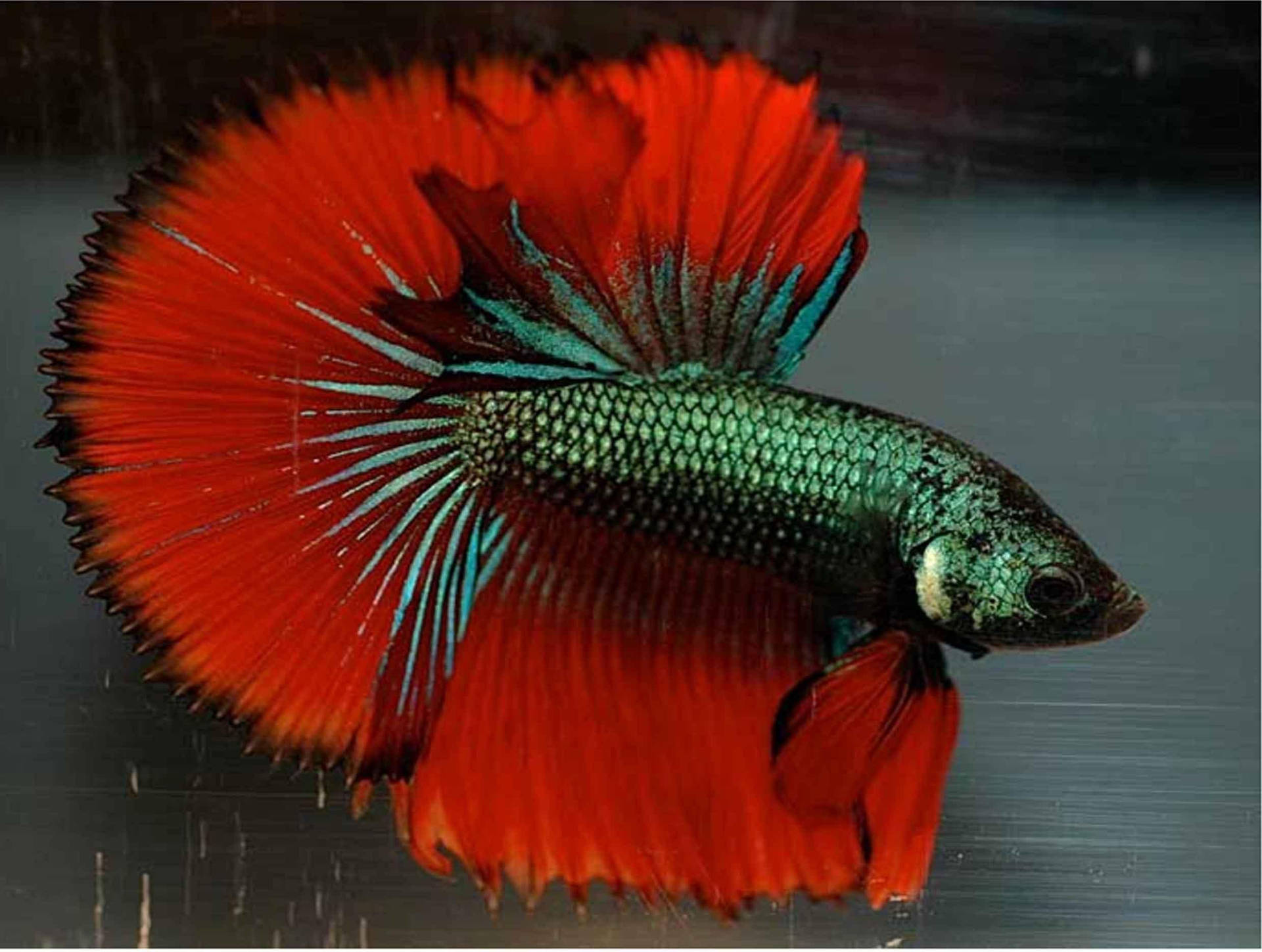 水中一條紅色和綠色的鬥魚，魚鰭飄逸。