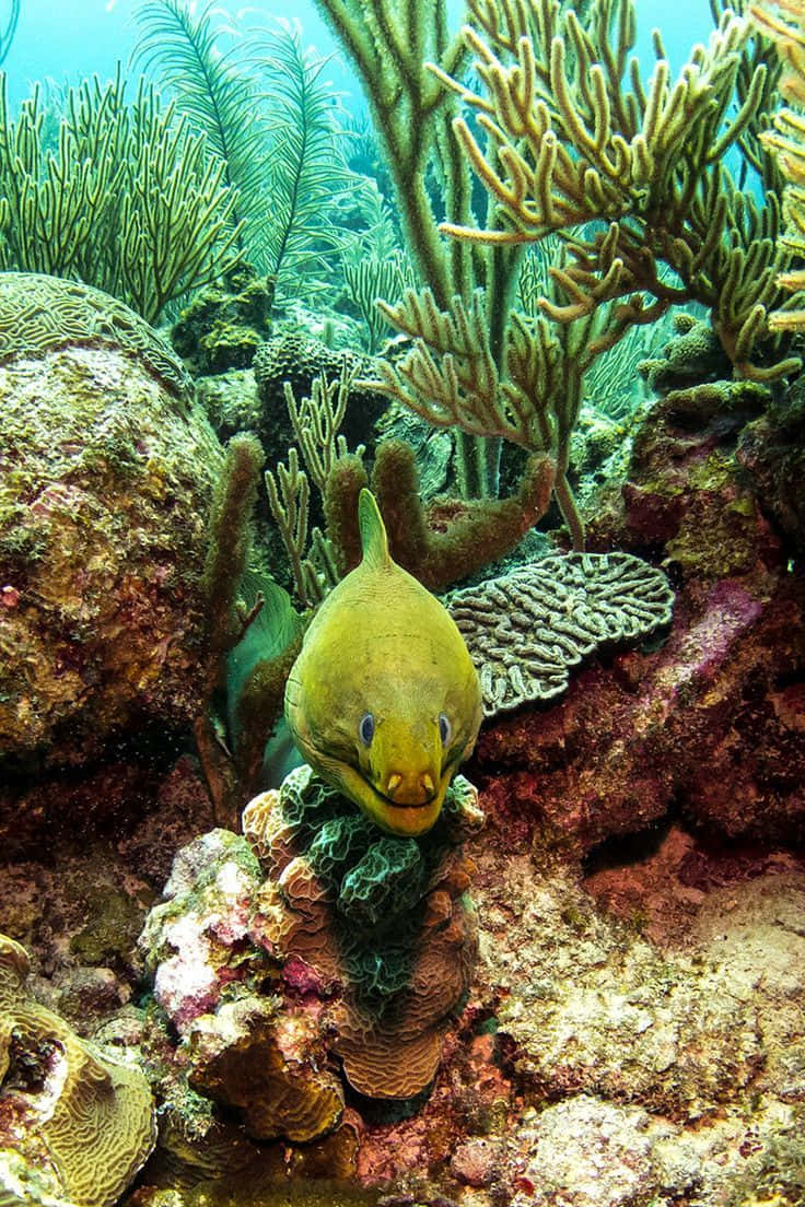 綠色鰻魚珊瑚海底圖 壁紙 — 一條充滿活力的綠色海鰻從珊瑚縫隙中窺視，周圍是色彩繽紛的水下礁石 formations。