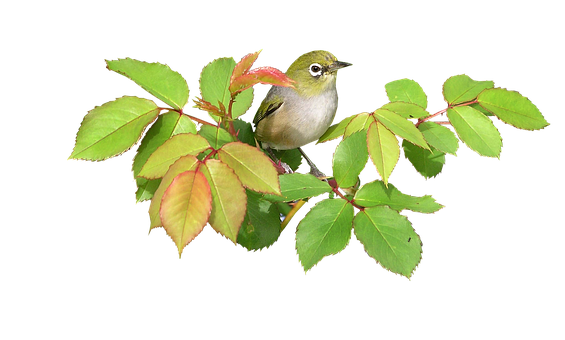 綠色鳥類樹枝 壁紙