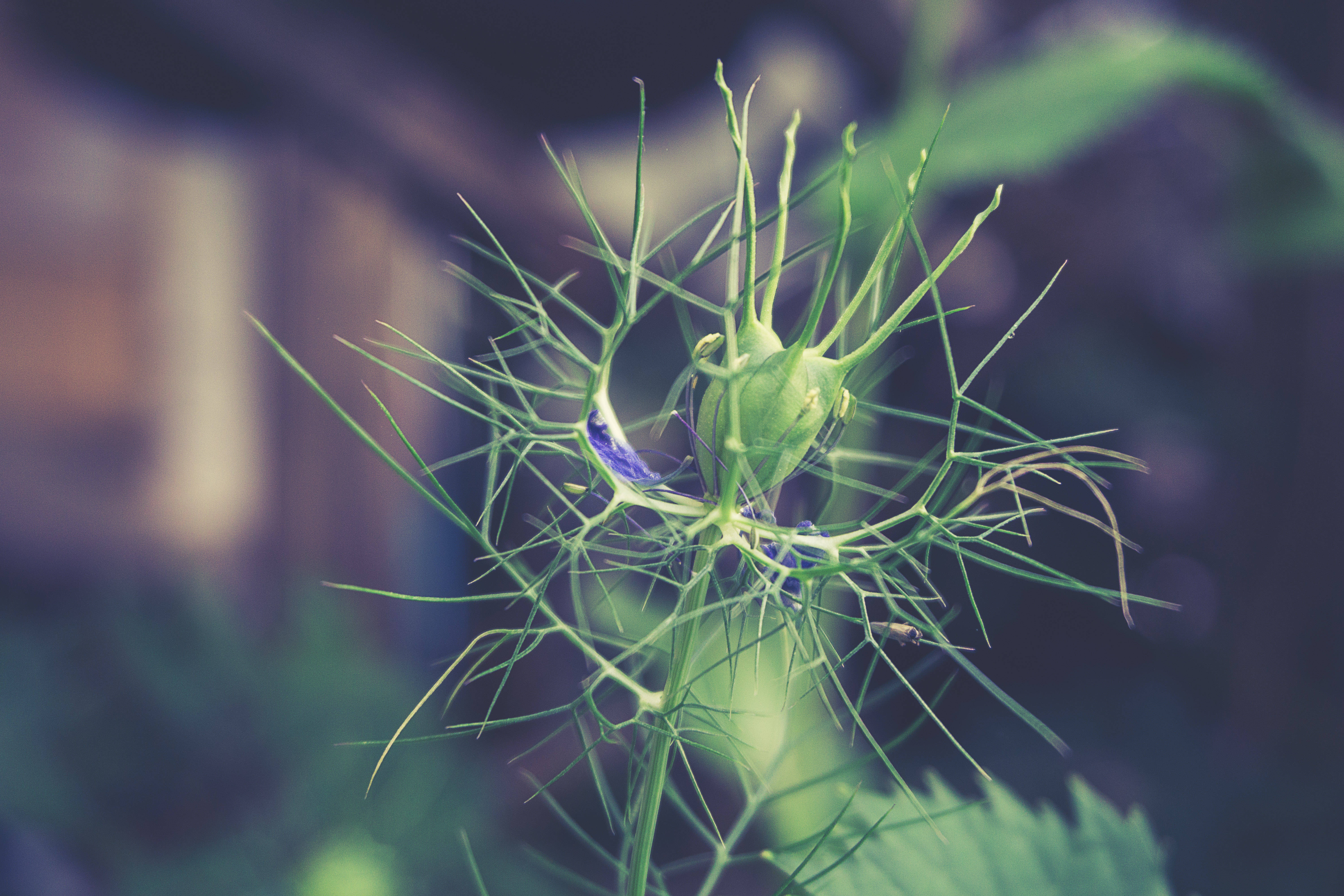 植物 桌布 壁紙 — 綠色黑種草種子莢的特寫，帶有精緻的尖刺絲狀物，背景是模糊的花園。